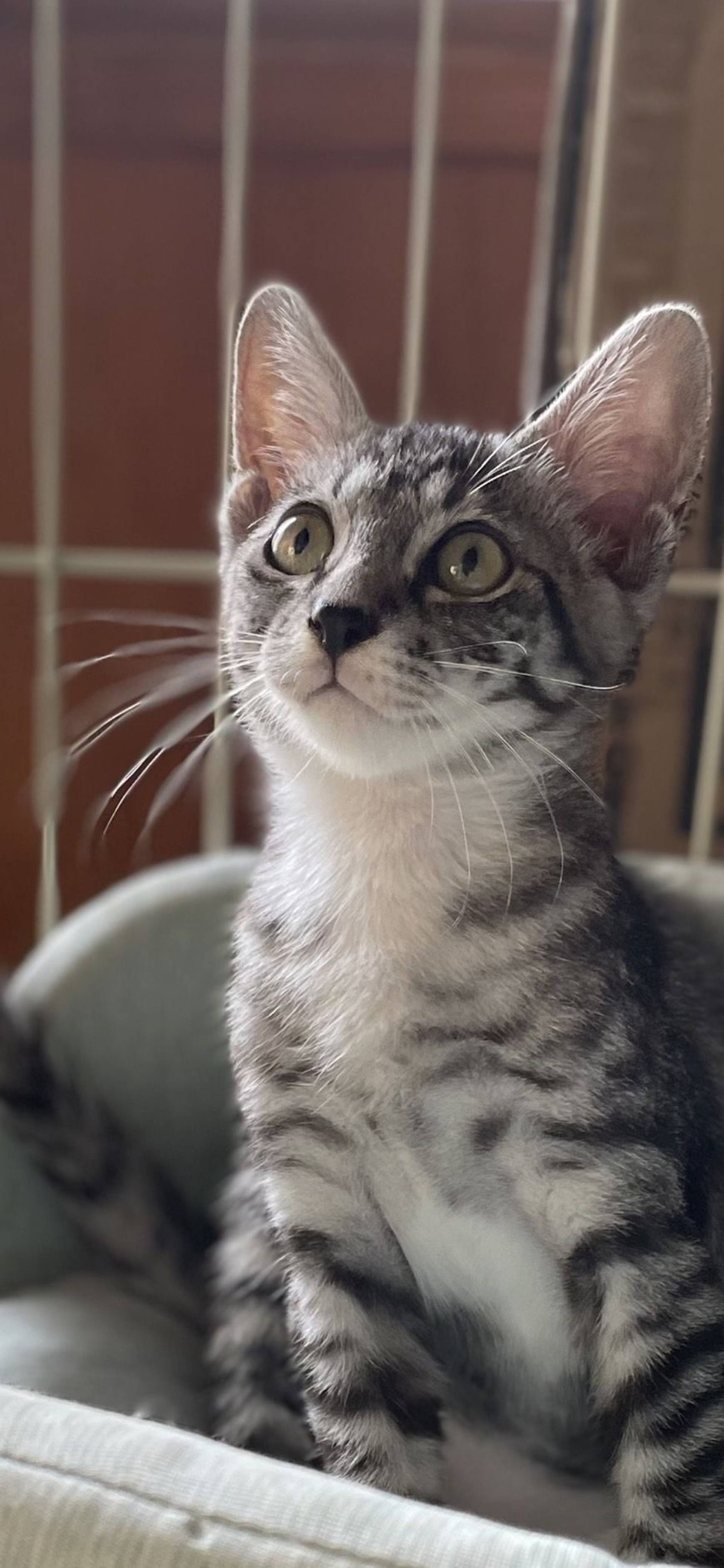 雑種（ミックス猫）・オスの里親募集の写真