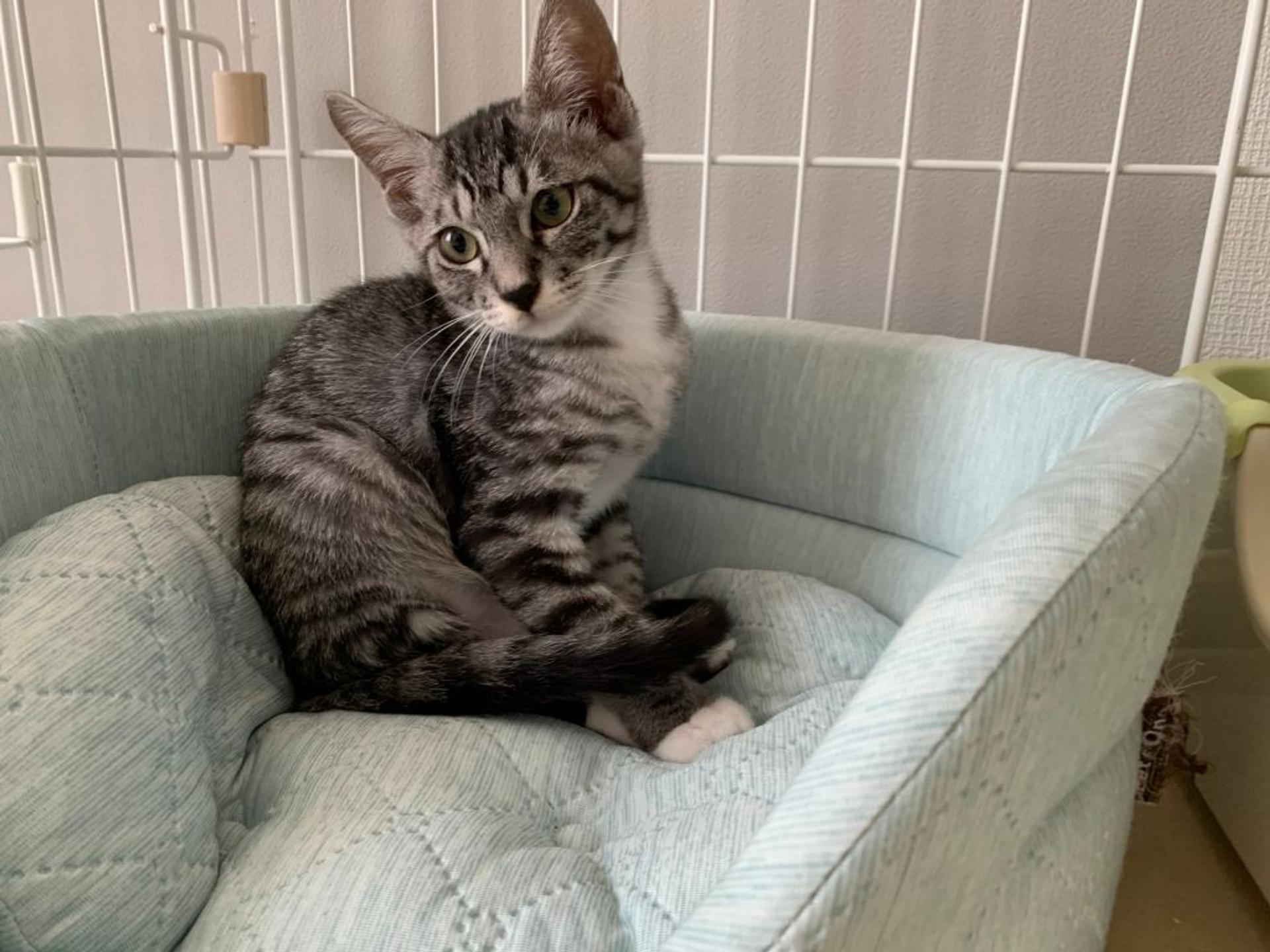 pet-image-2
