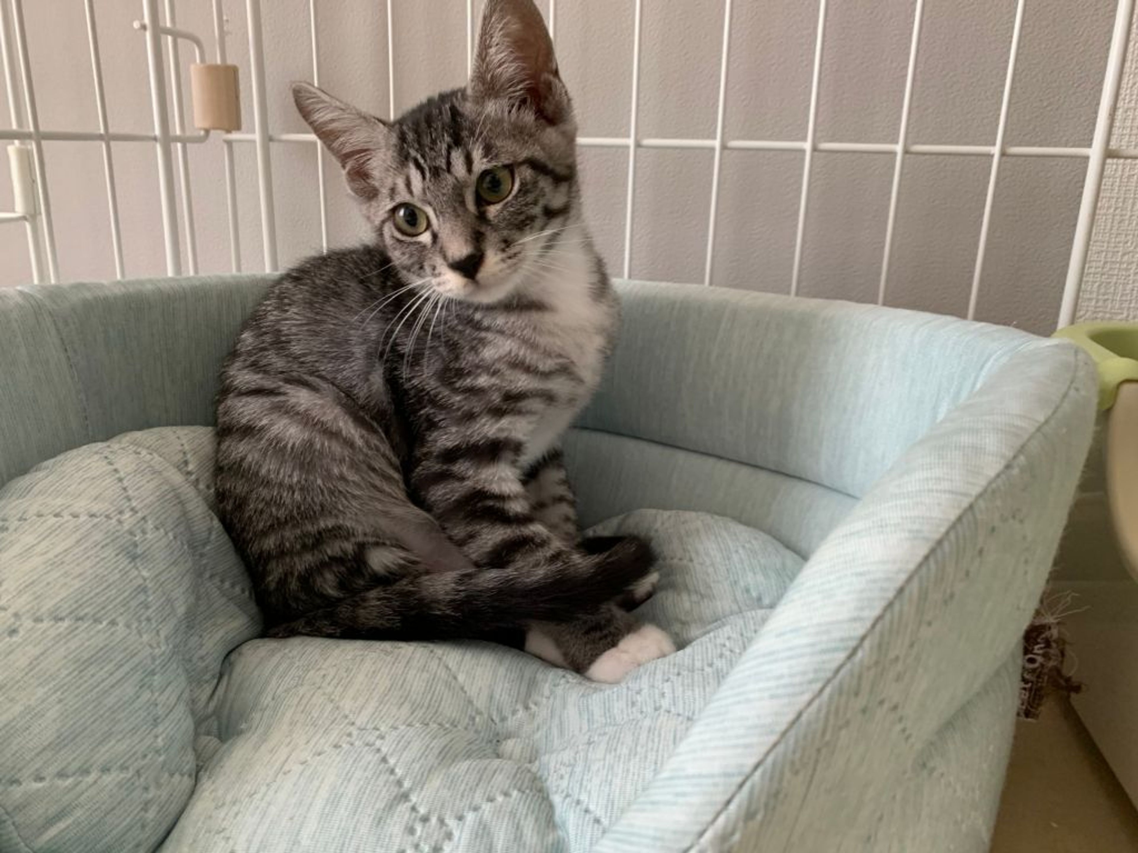 pet-image-2