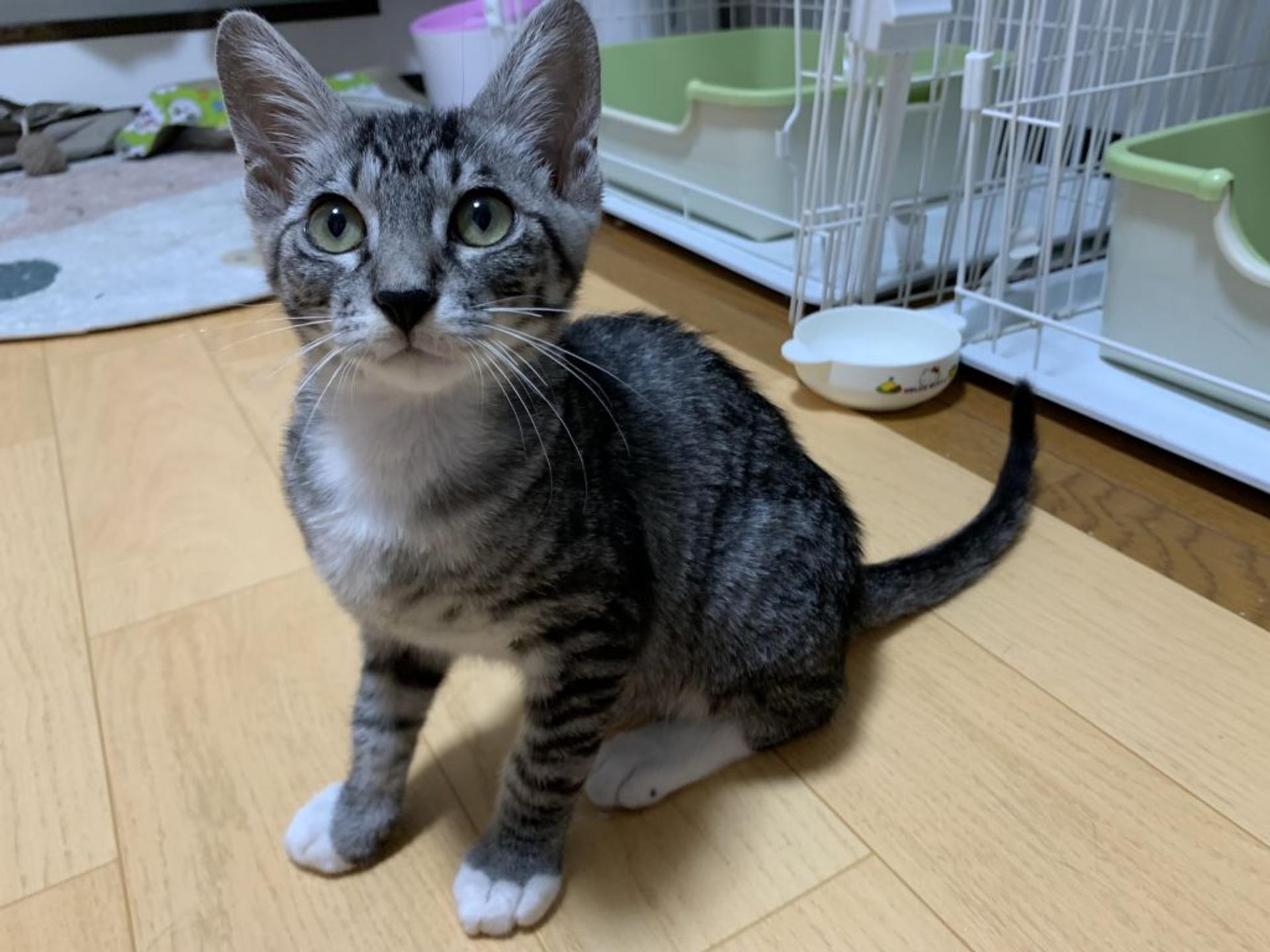 pet-image-4