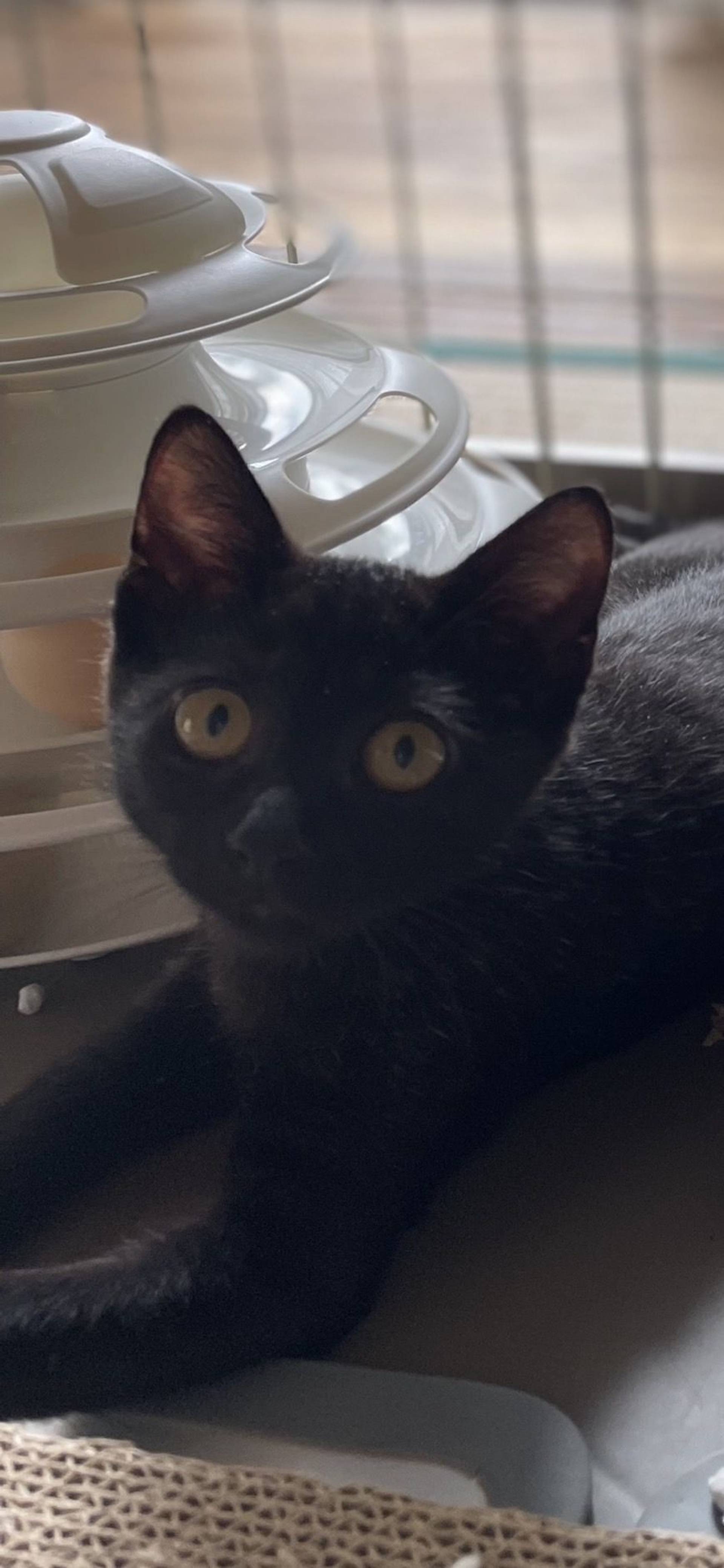 雑種（ミックス猫）・メスの里親募集の写真