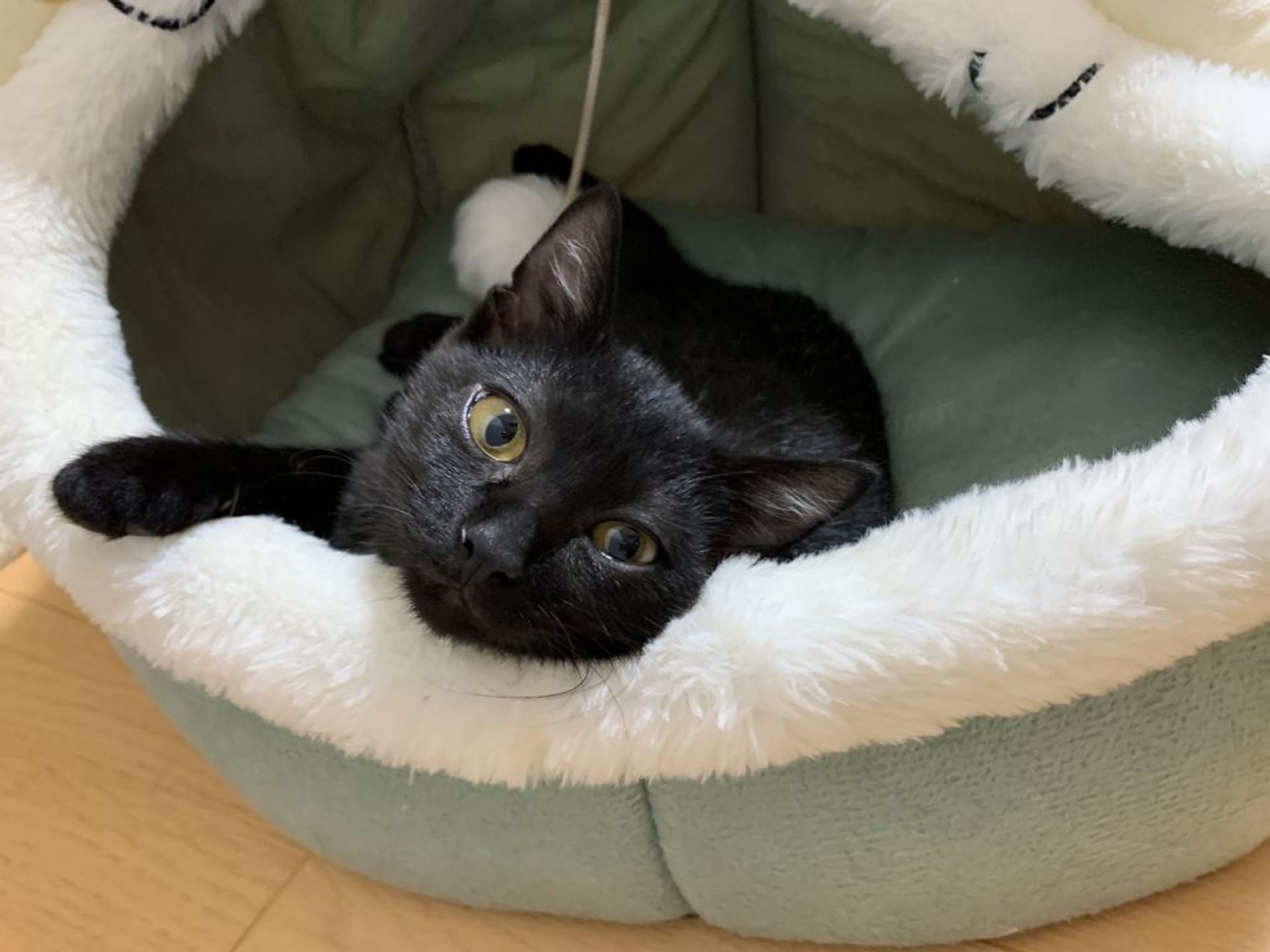 pet-image-2