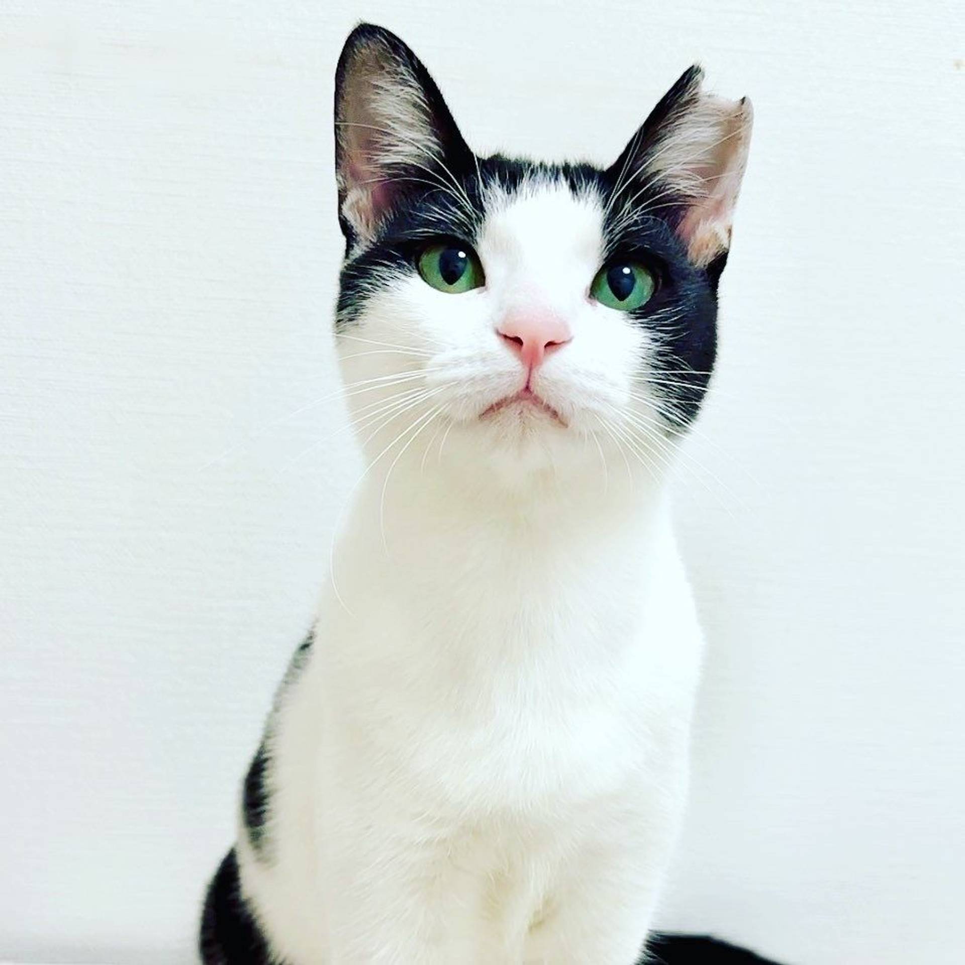 雑種（ミックス猫）・メスの里親募集の写真