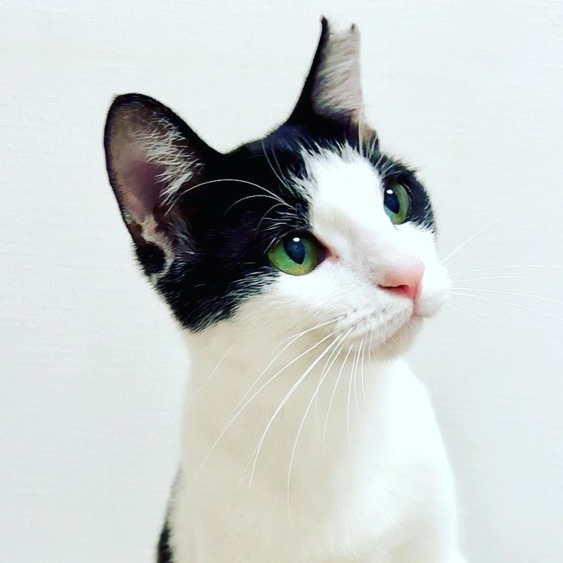pet-image-3