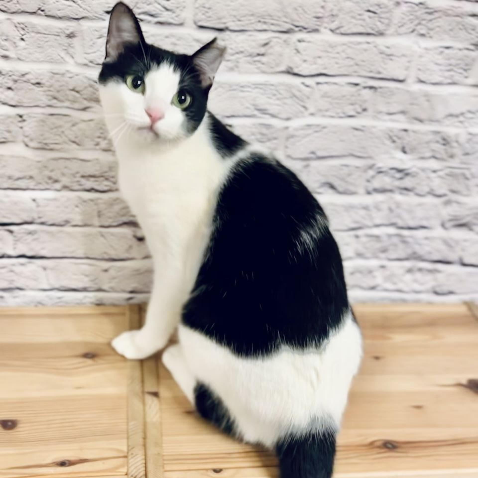 pet-image-10