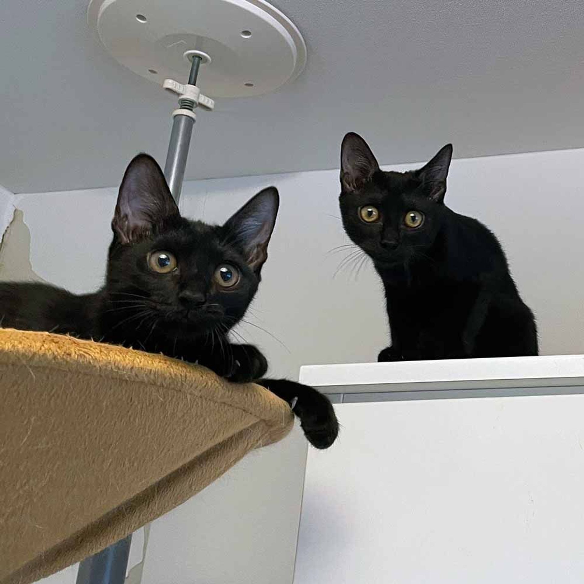 雑種（ミックス猫）・メスの里親募集の写真