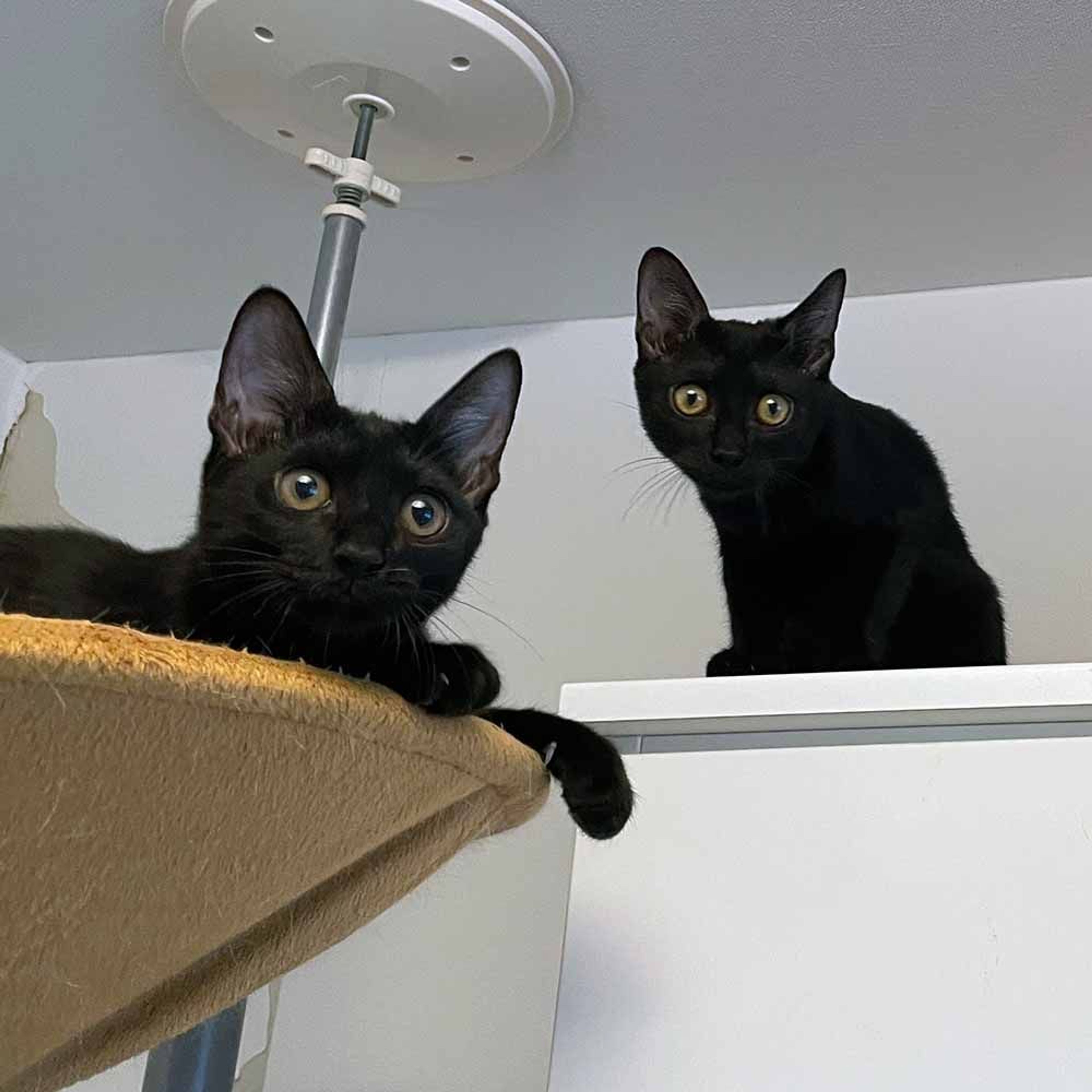 雑種（ミックス猫）・メスの里親募集の写真