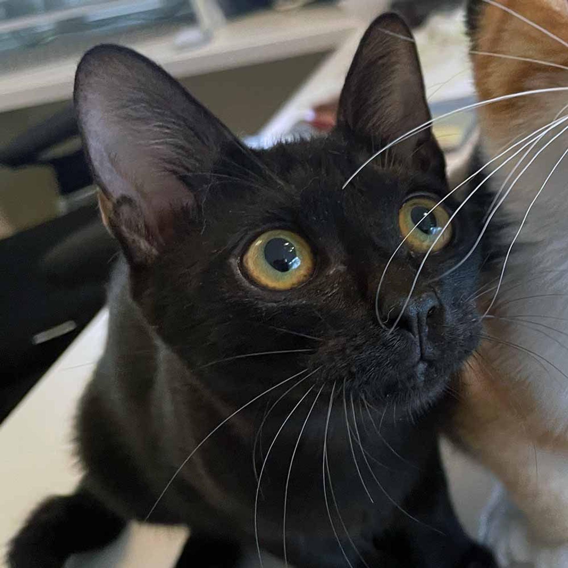 pet-image-4