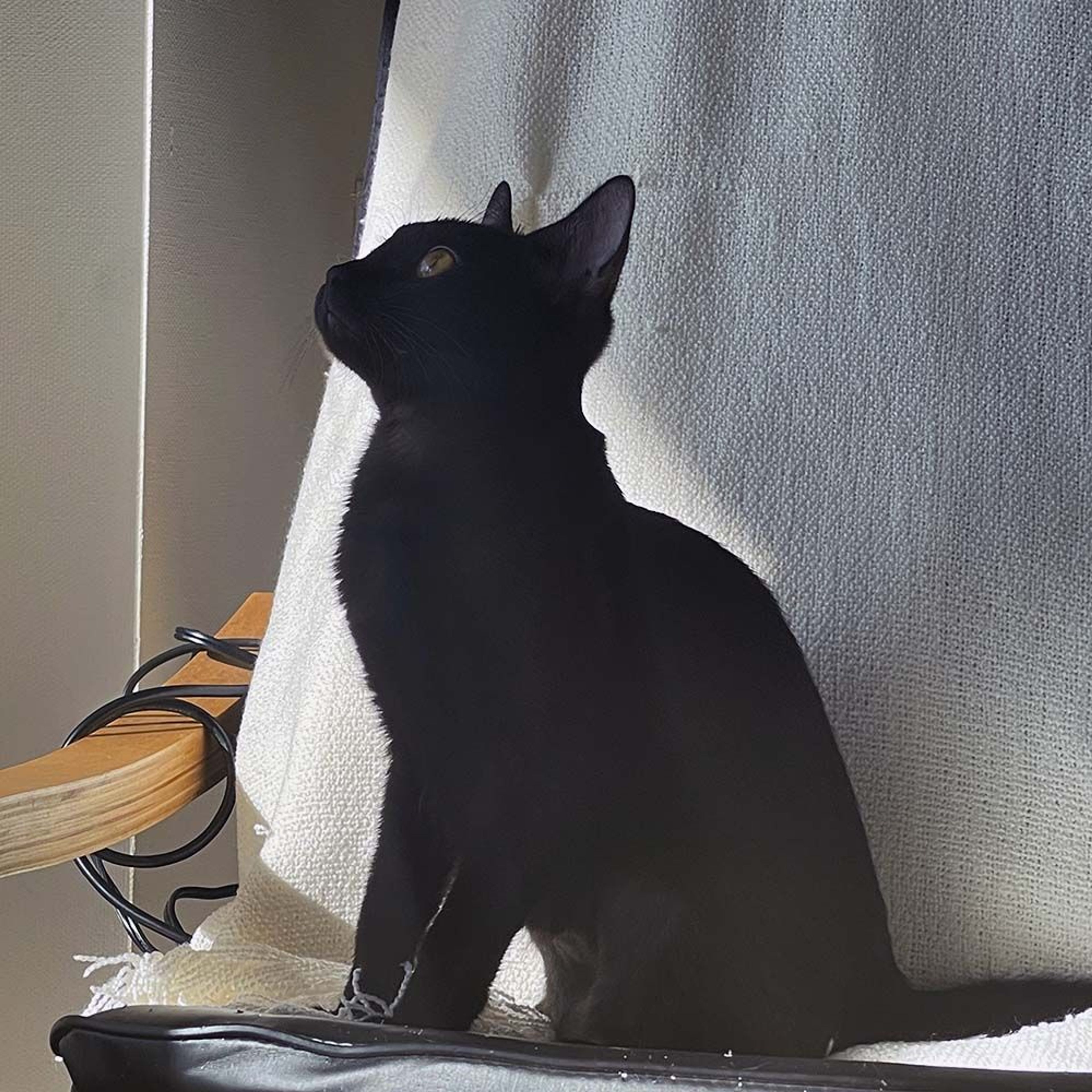 pet-image-9