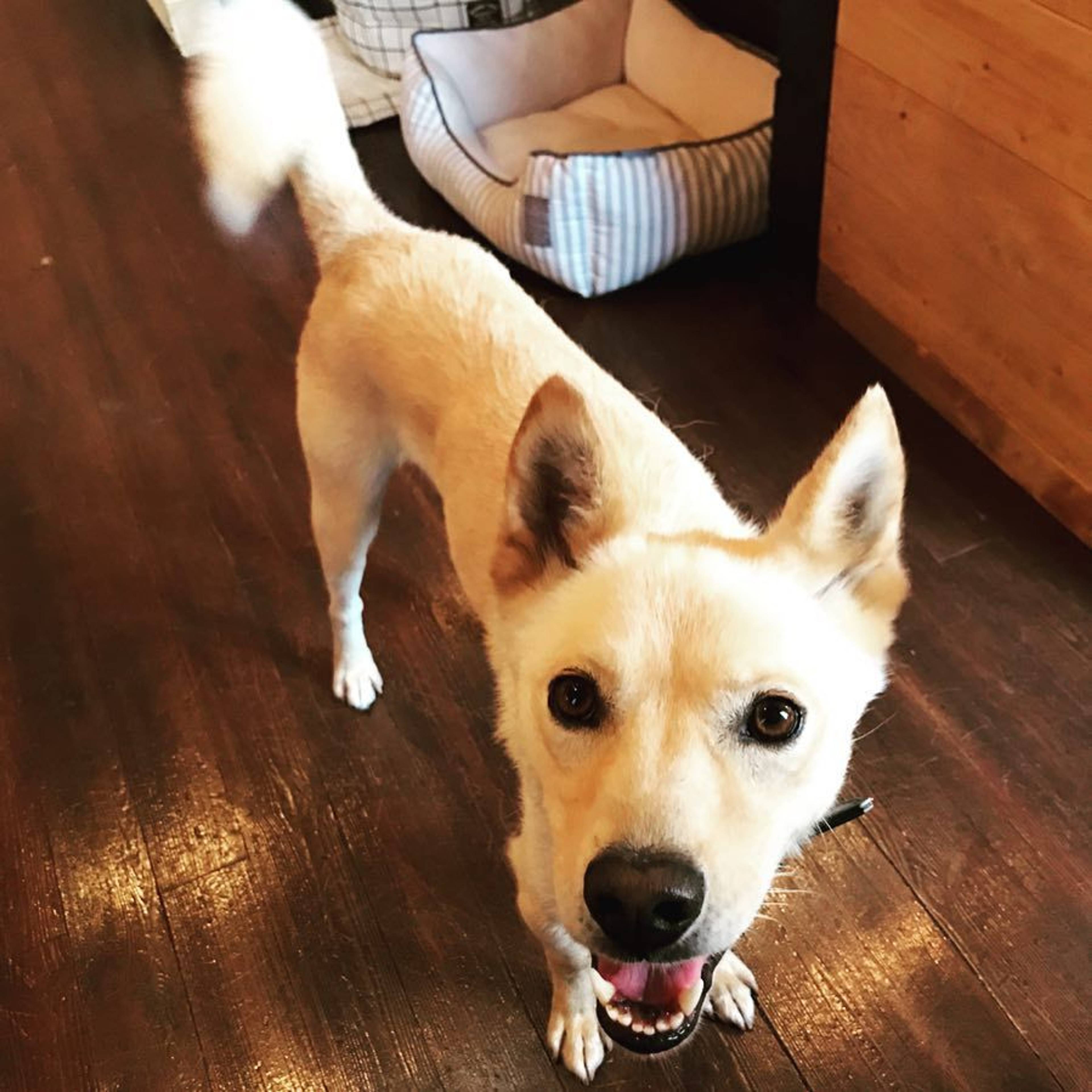 雑種（ミックス犬）・オスの里親募集の写真