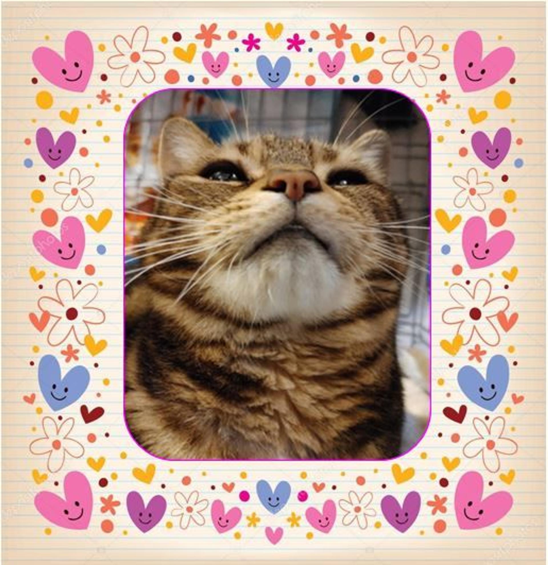 pet-image-4