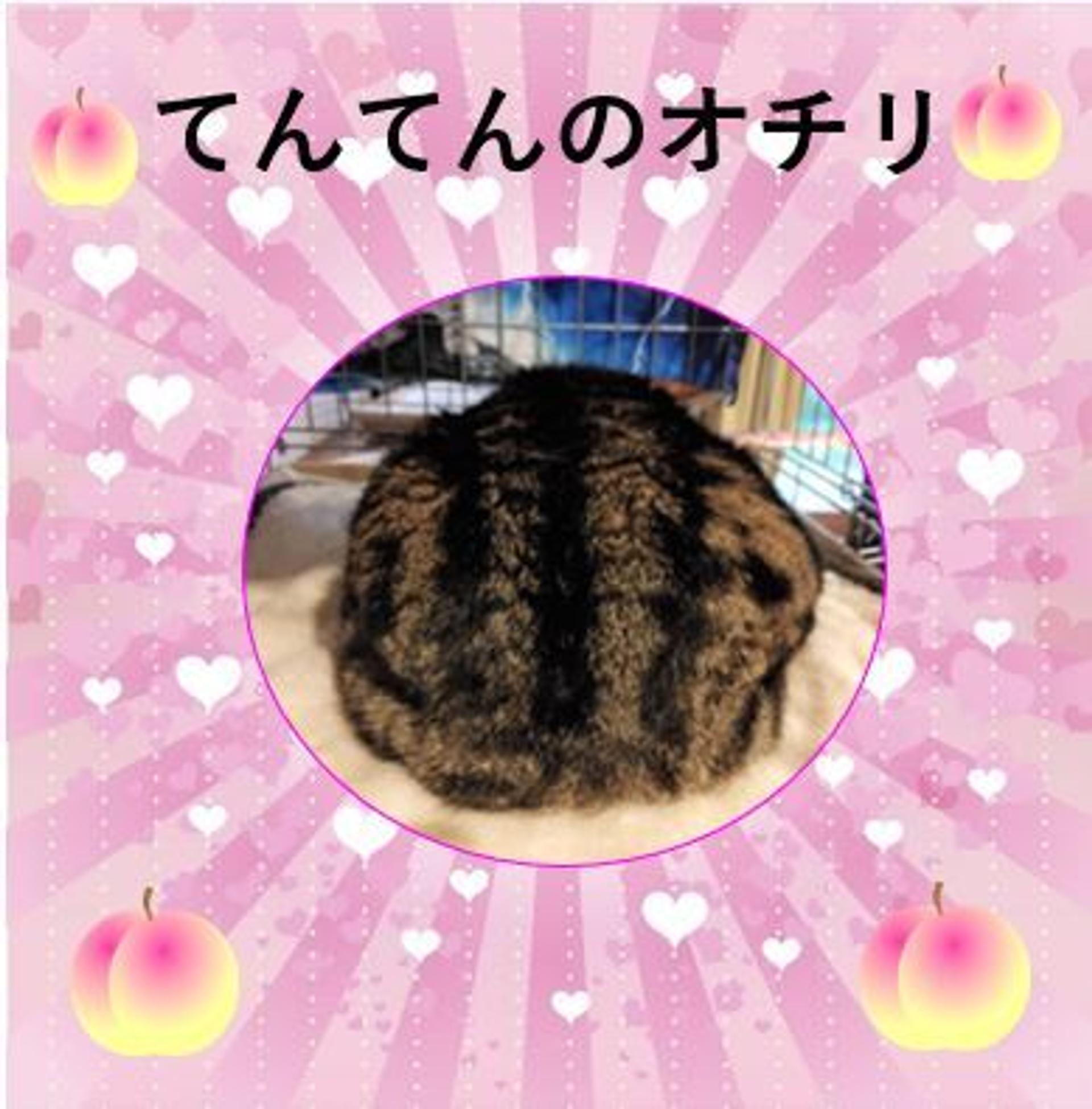 pet-image-5