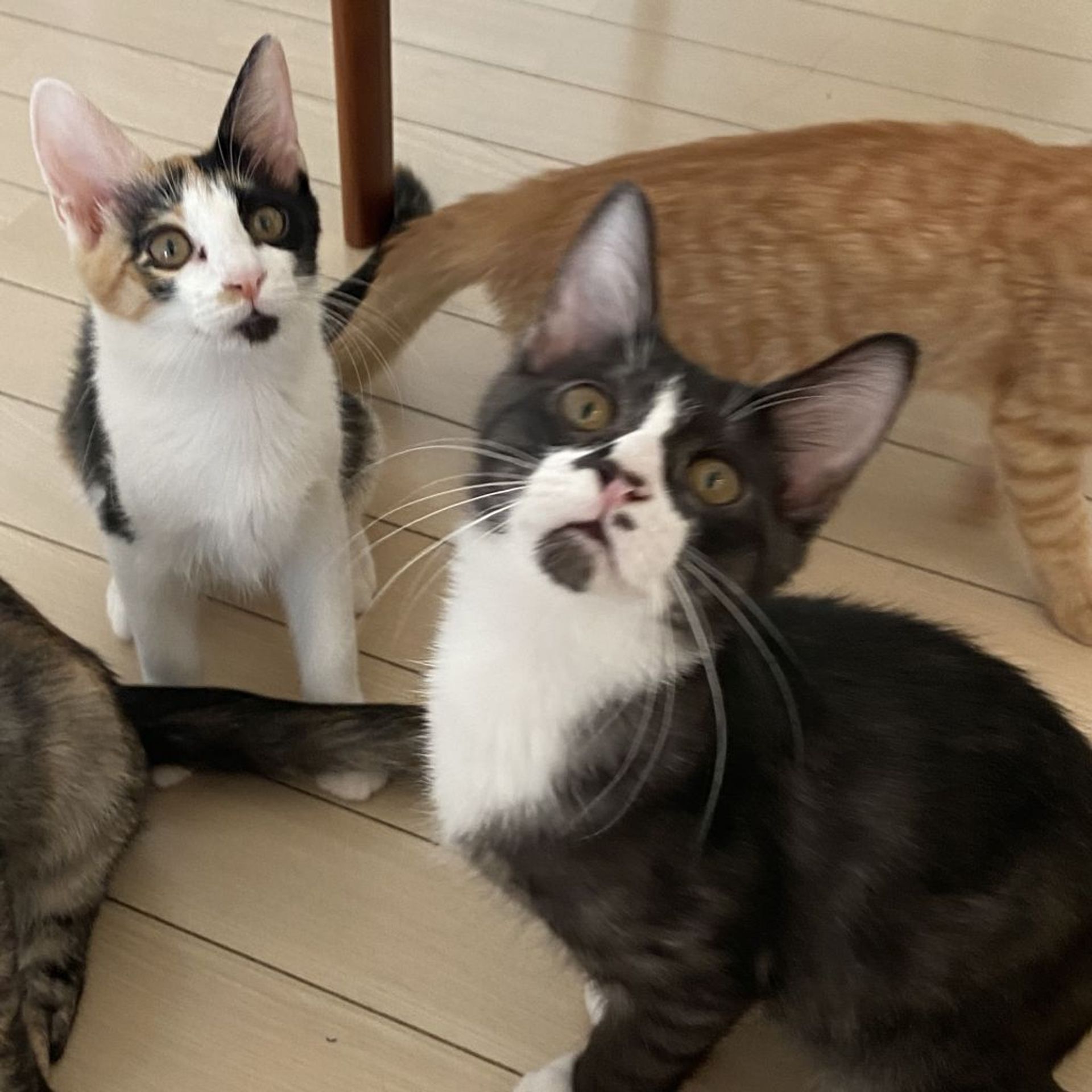 雑種（ミックス猫）・オスの里親募集の写真