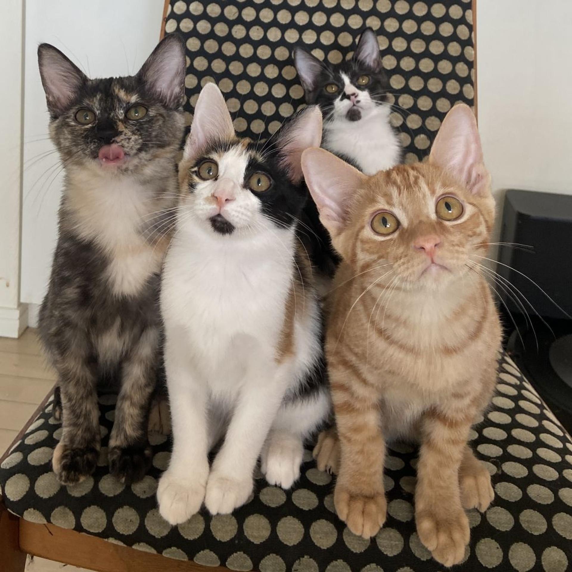 pet-image-3