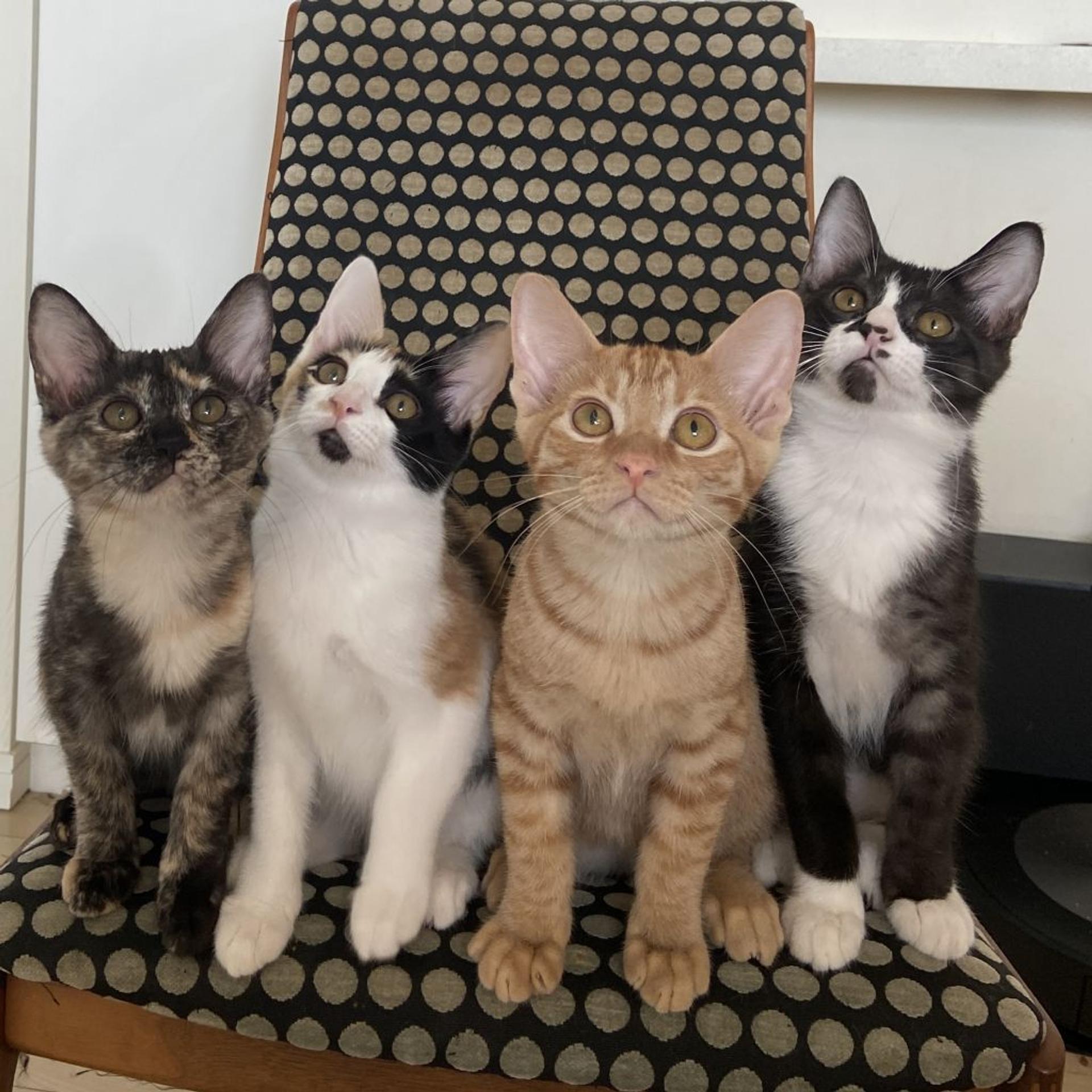 pet-image-4