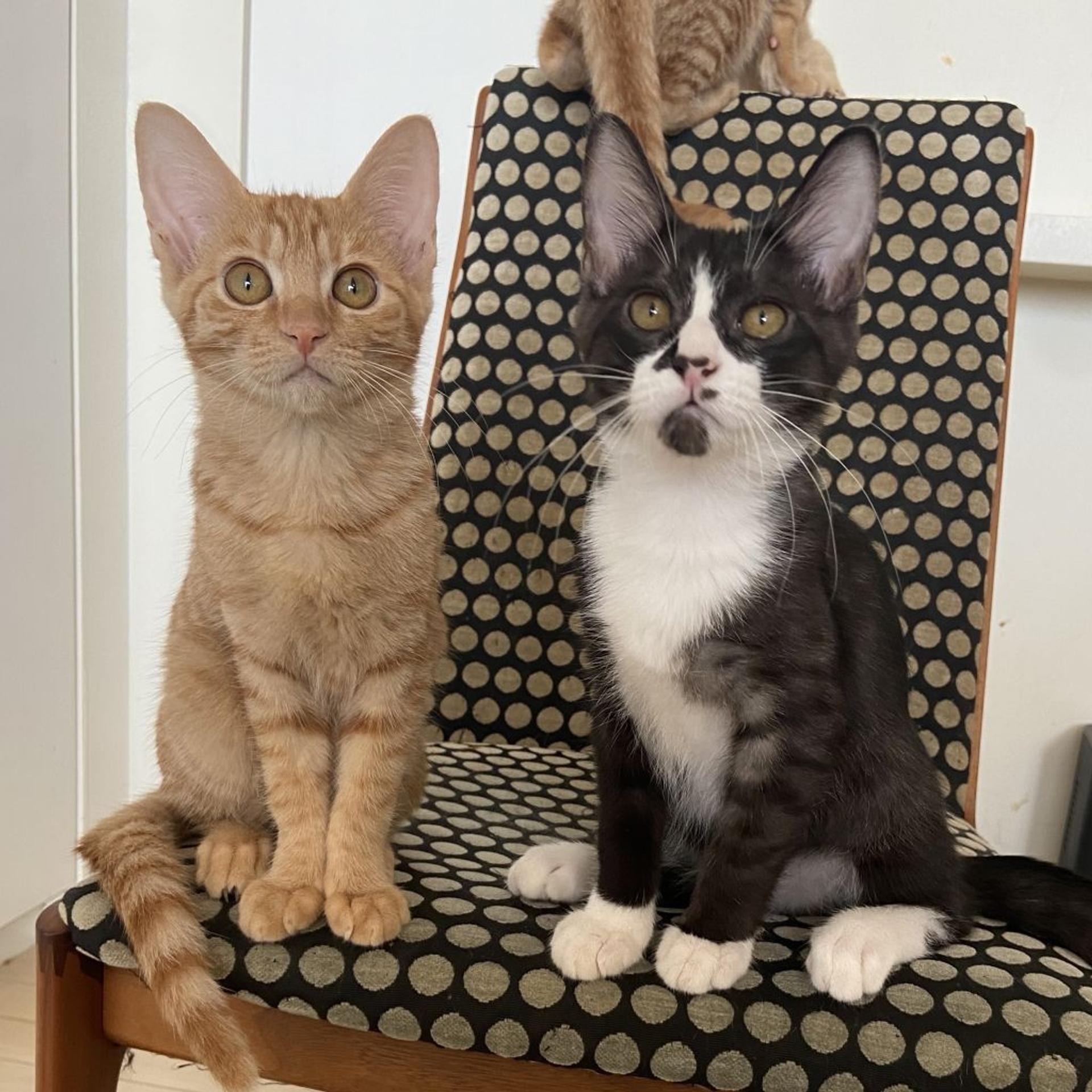 pet-image-5