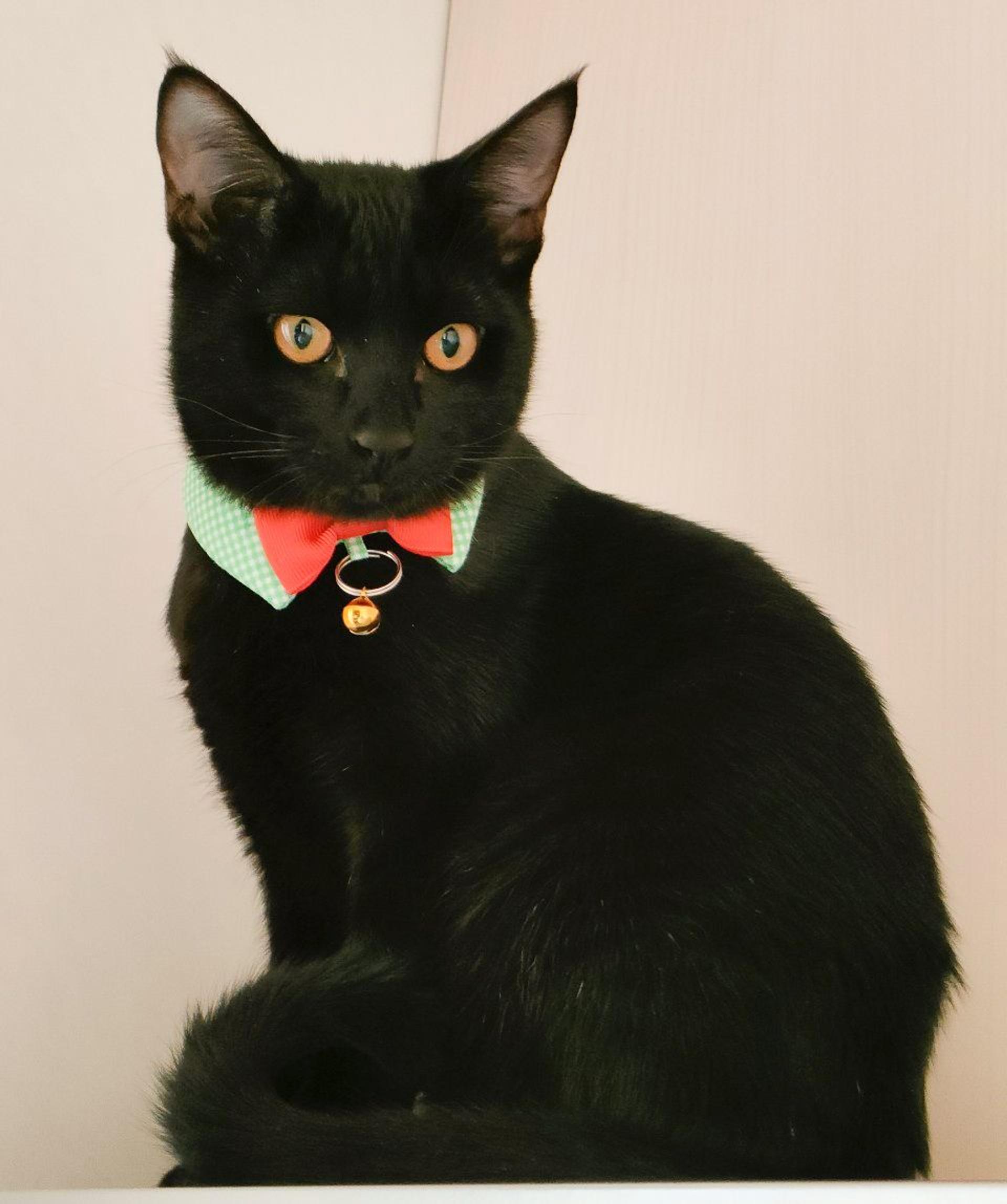 pet-image-2