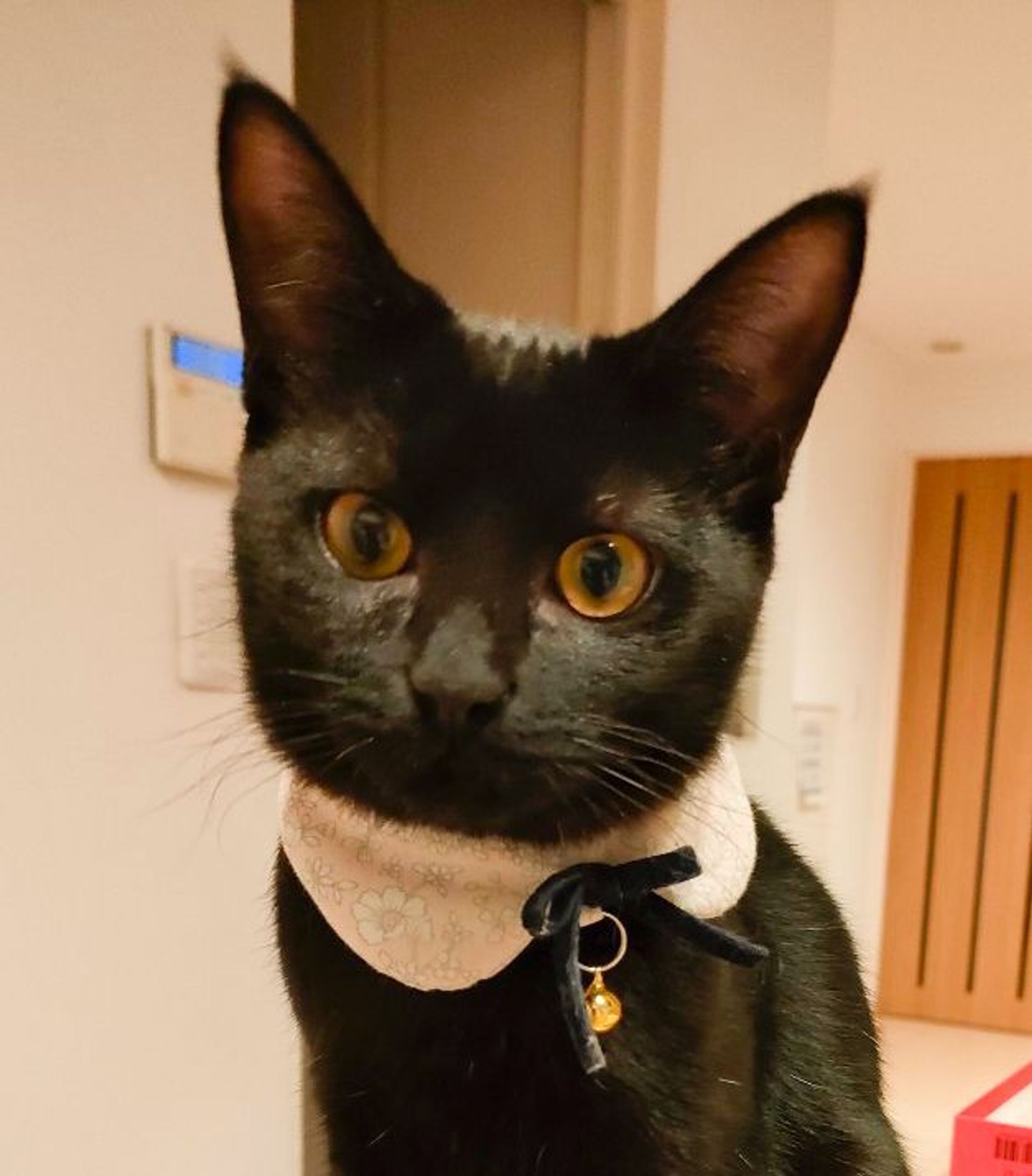雑種（ミックス猫）・メスの里親募集の写真