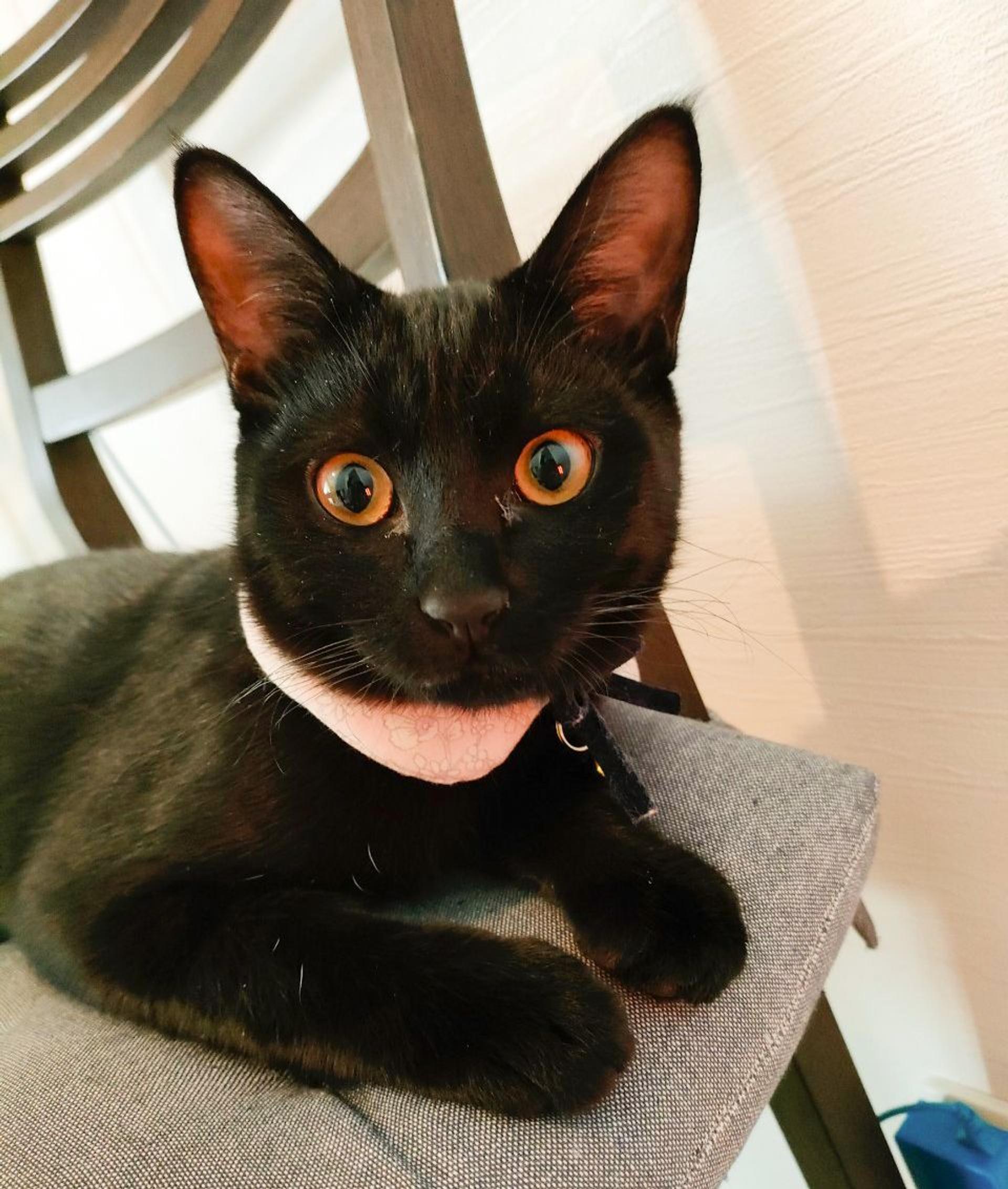 pet-image-3