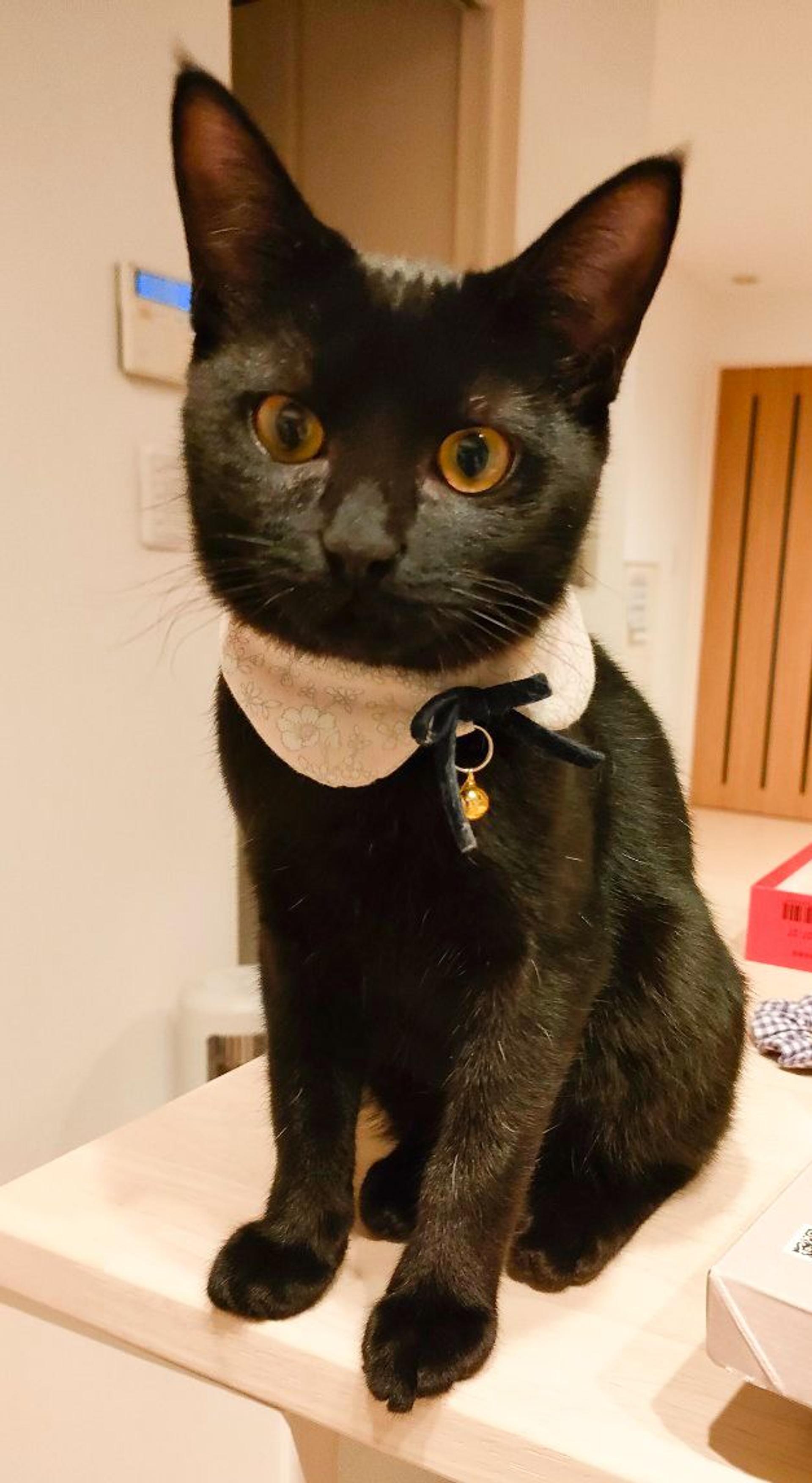 pet-image-4