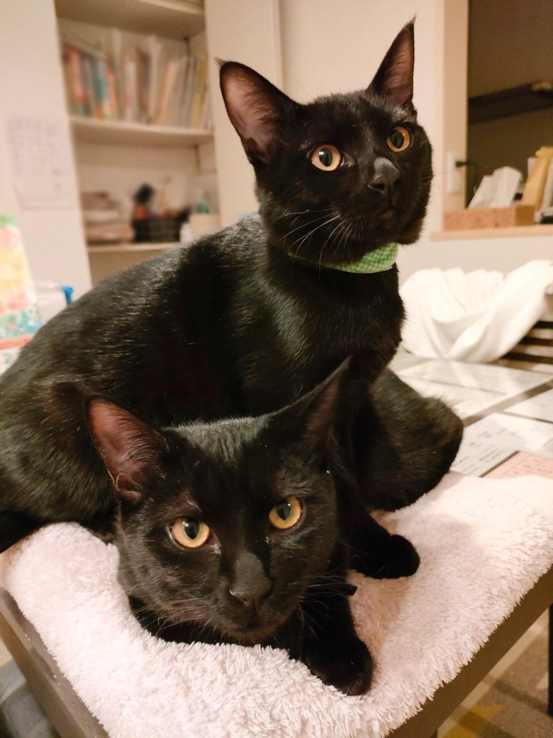pet-image-5