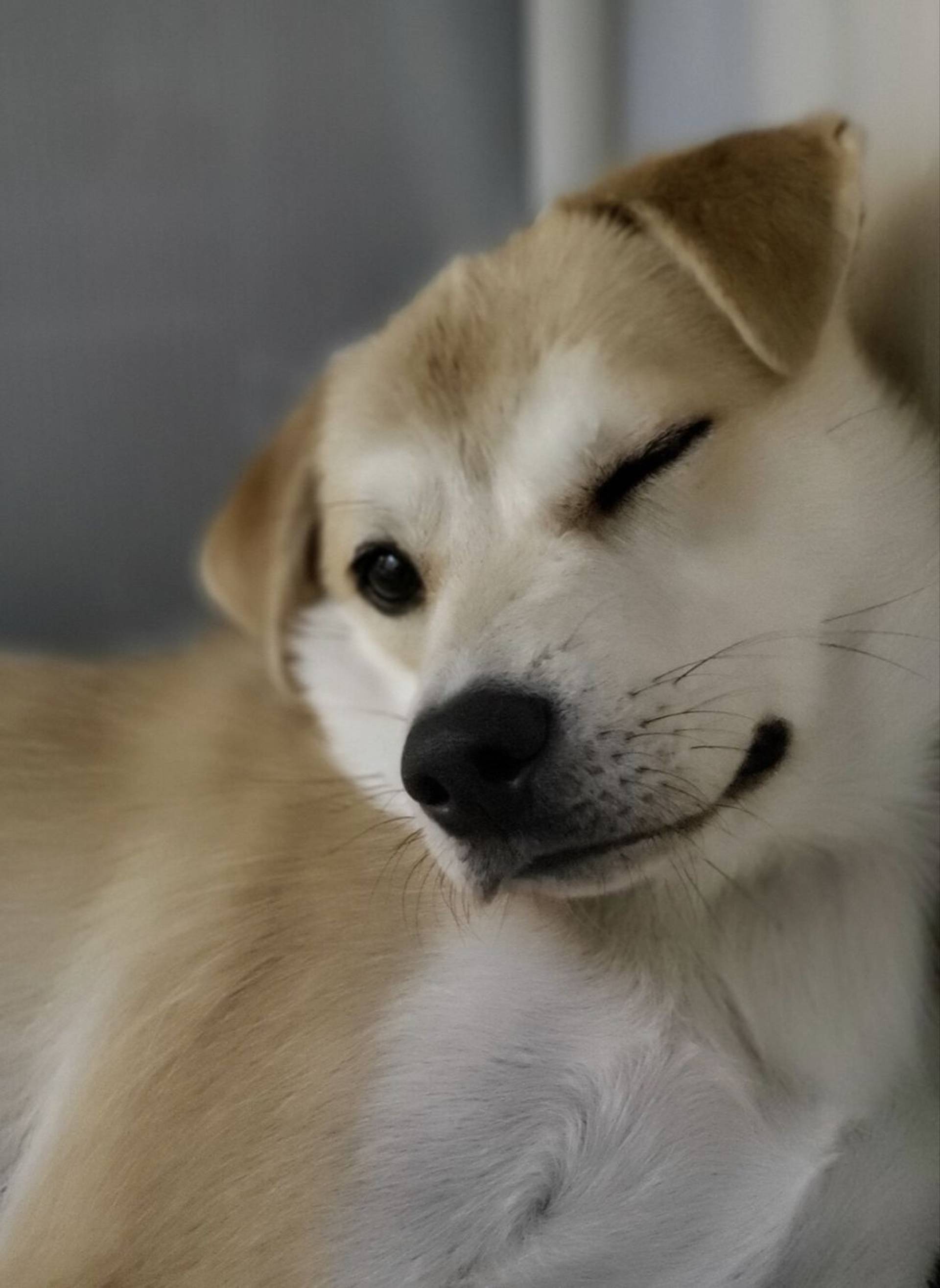 雑種（ミックス犬）・オスの里親募集の写真