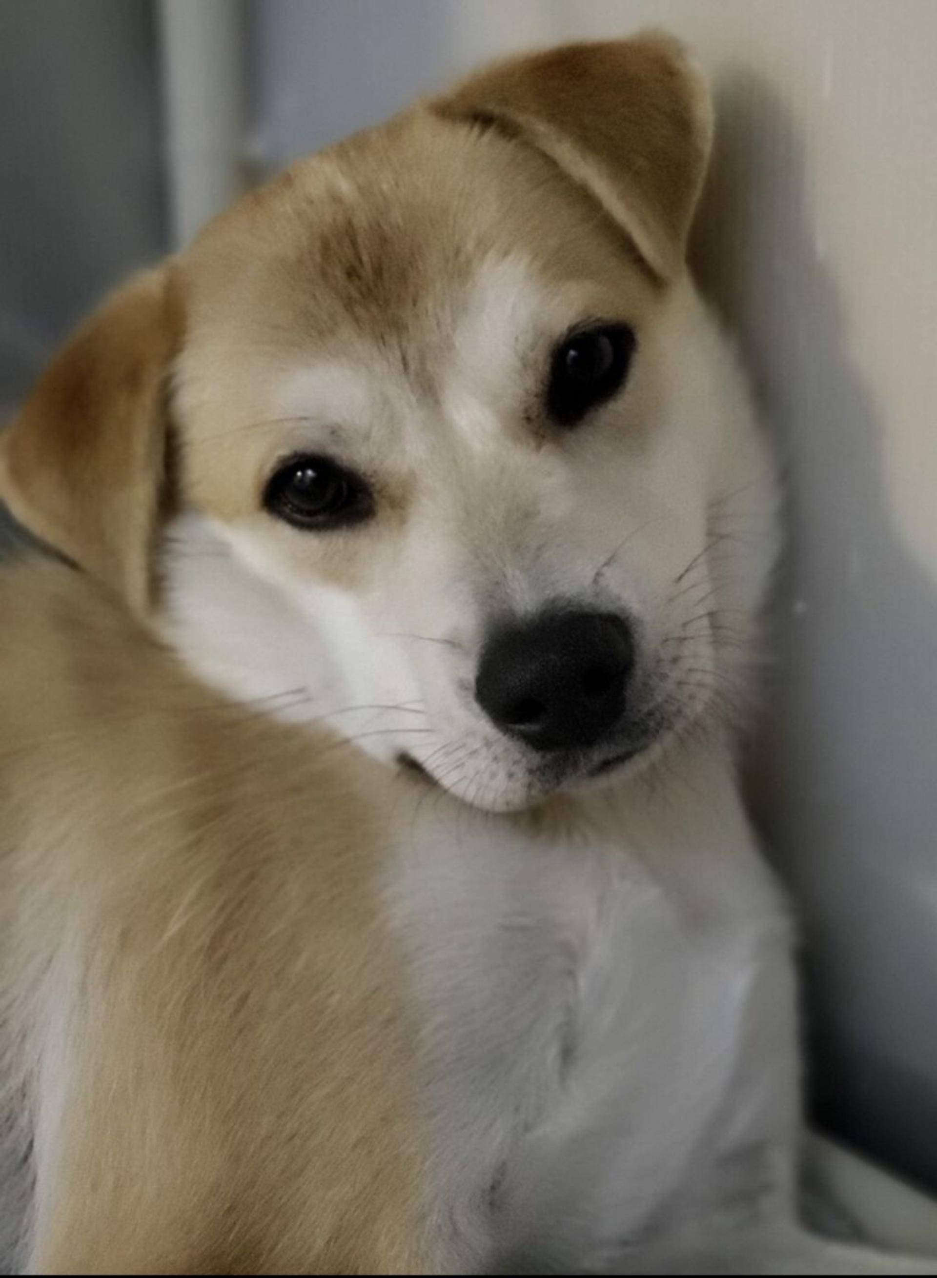pet-image-2