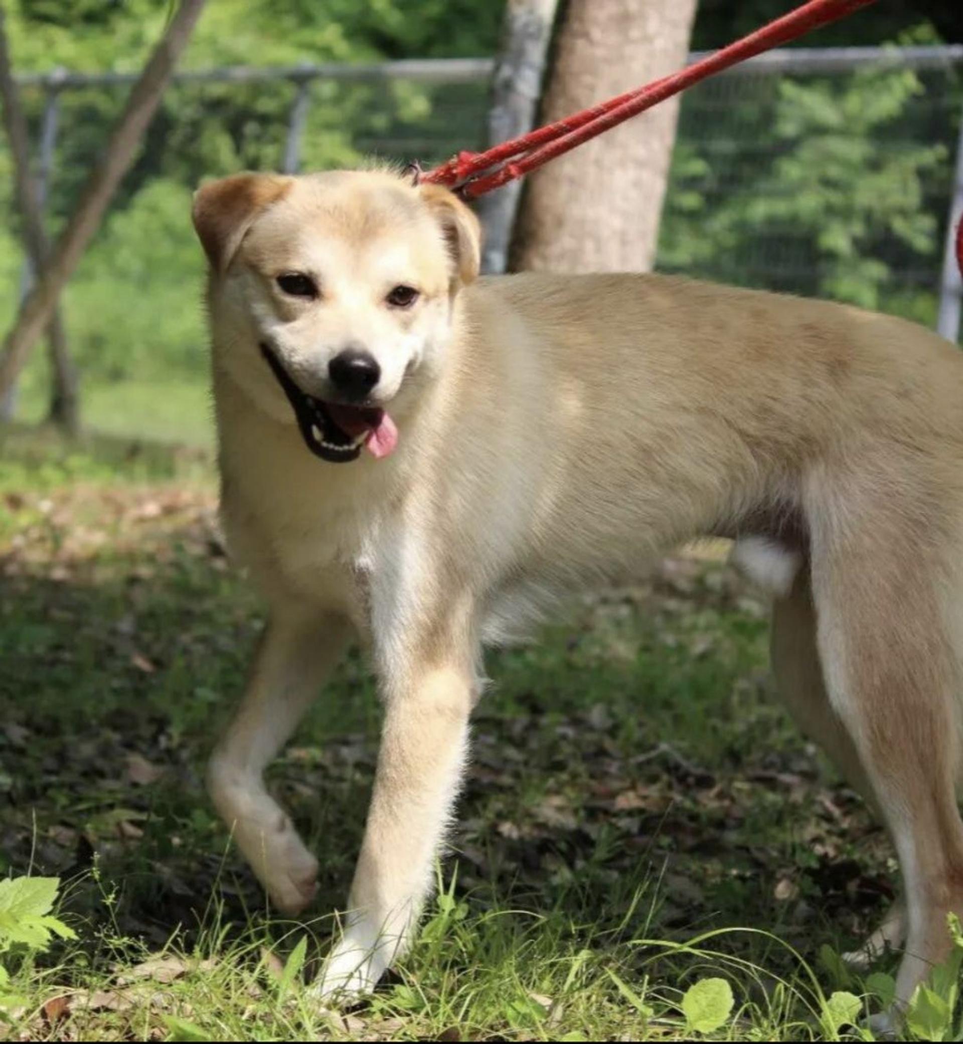 pet-image-3