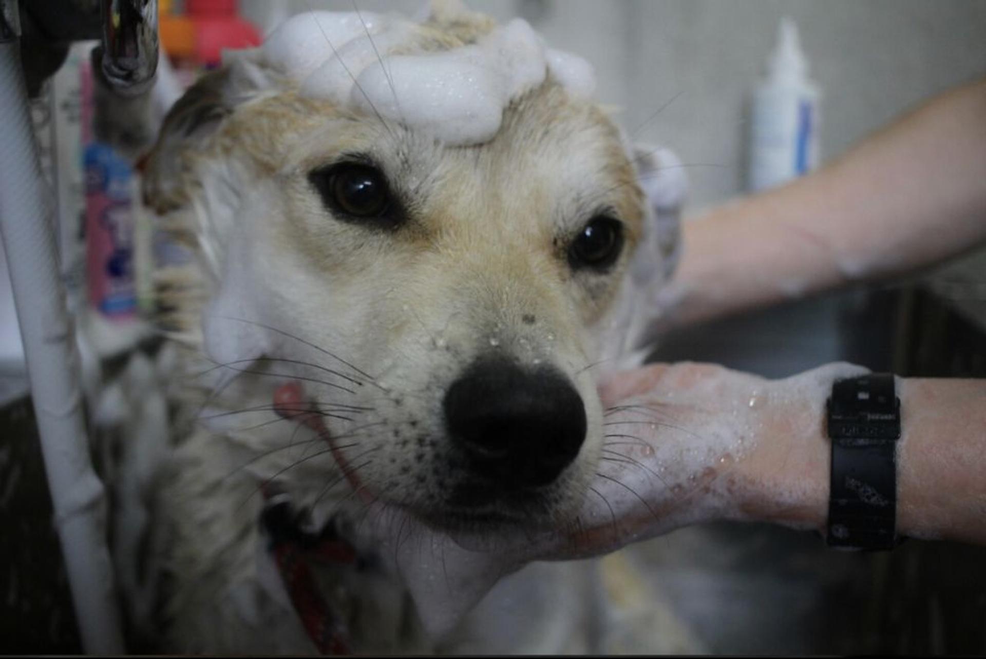pet-image-4