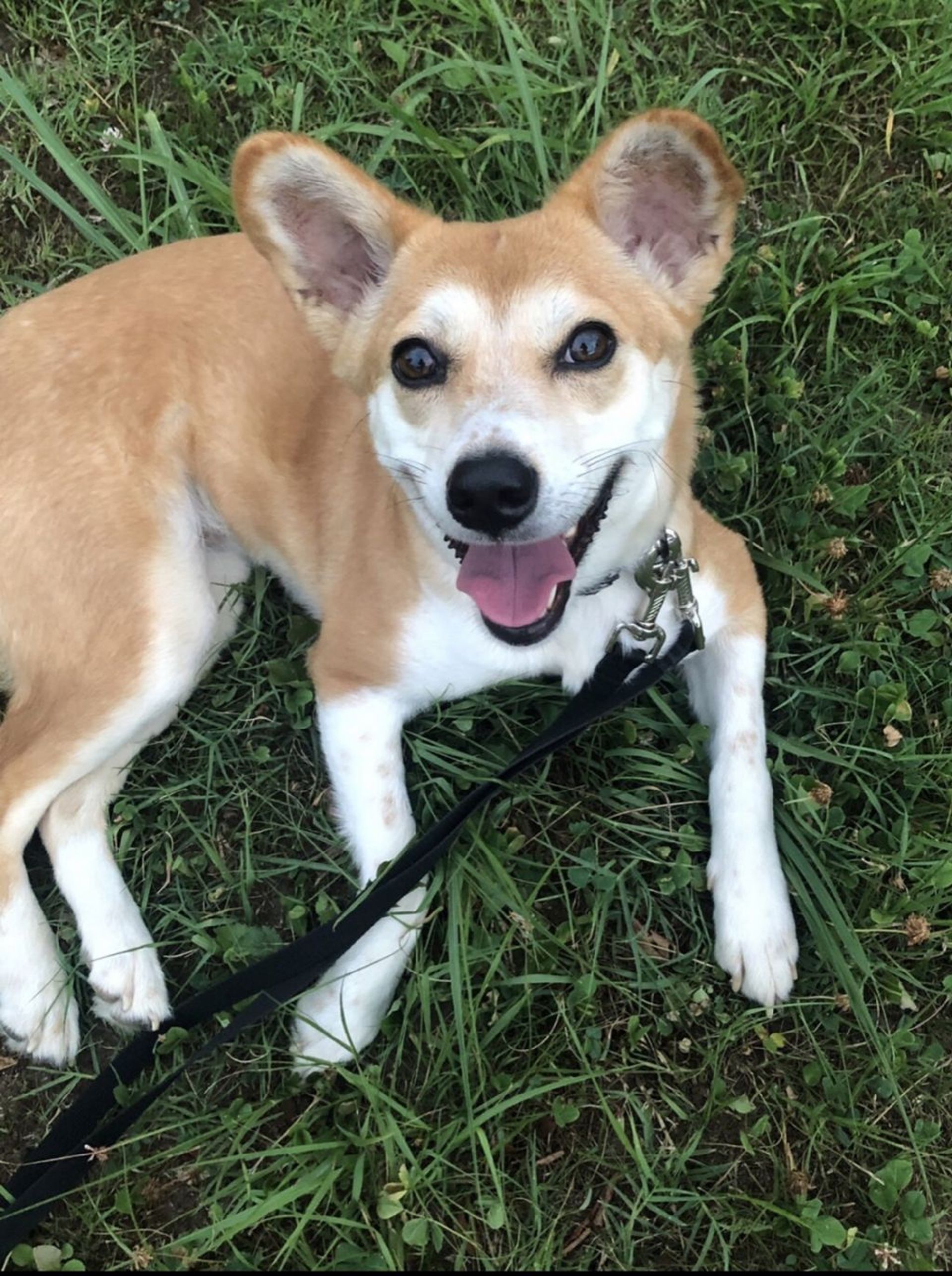 雑種（ミックス犬）・メスの里親募集の写真