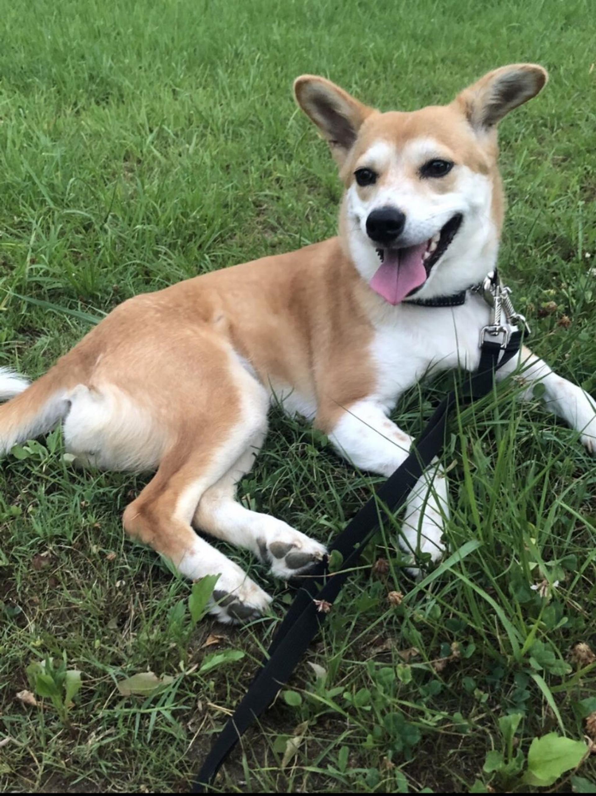 pet-image-2