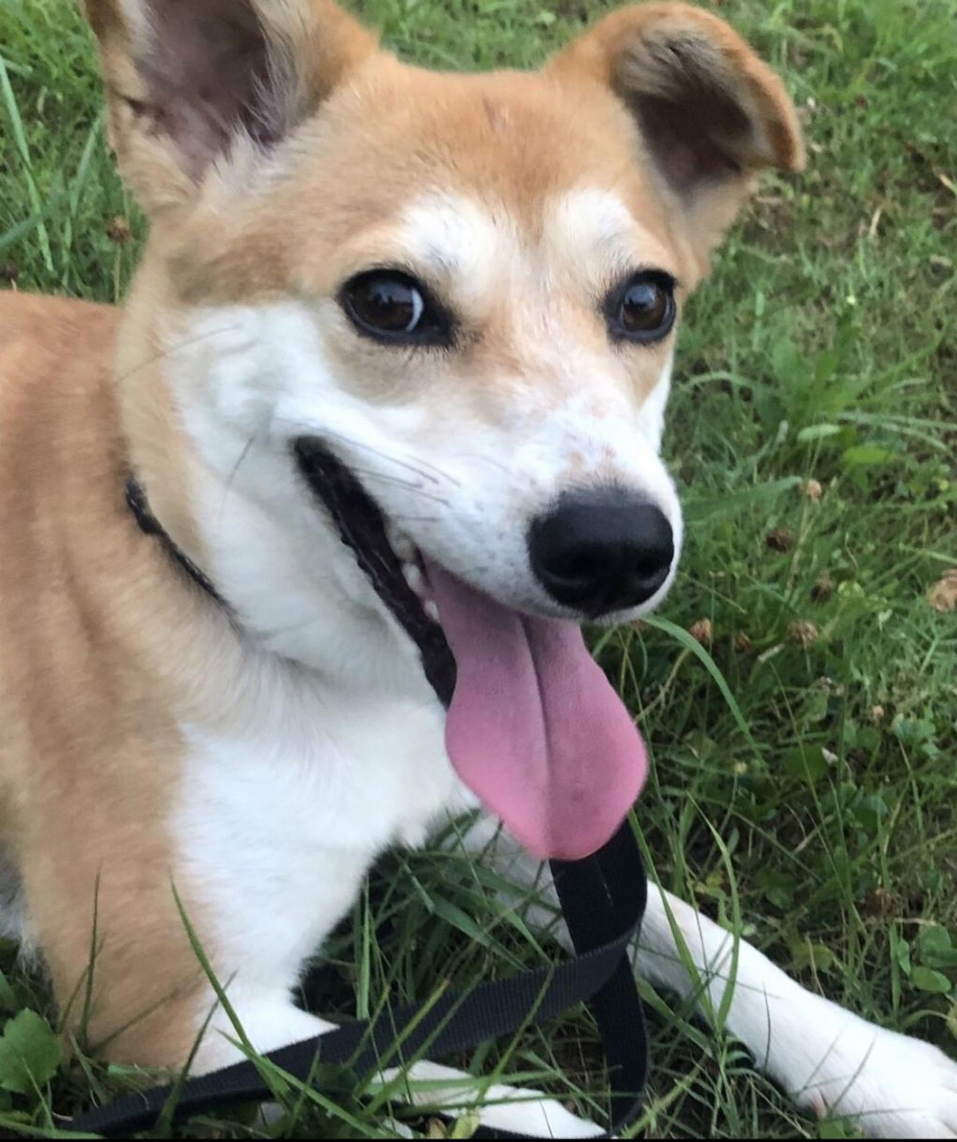 pet-image-3