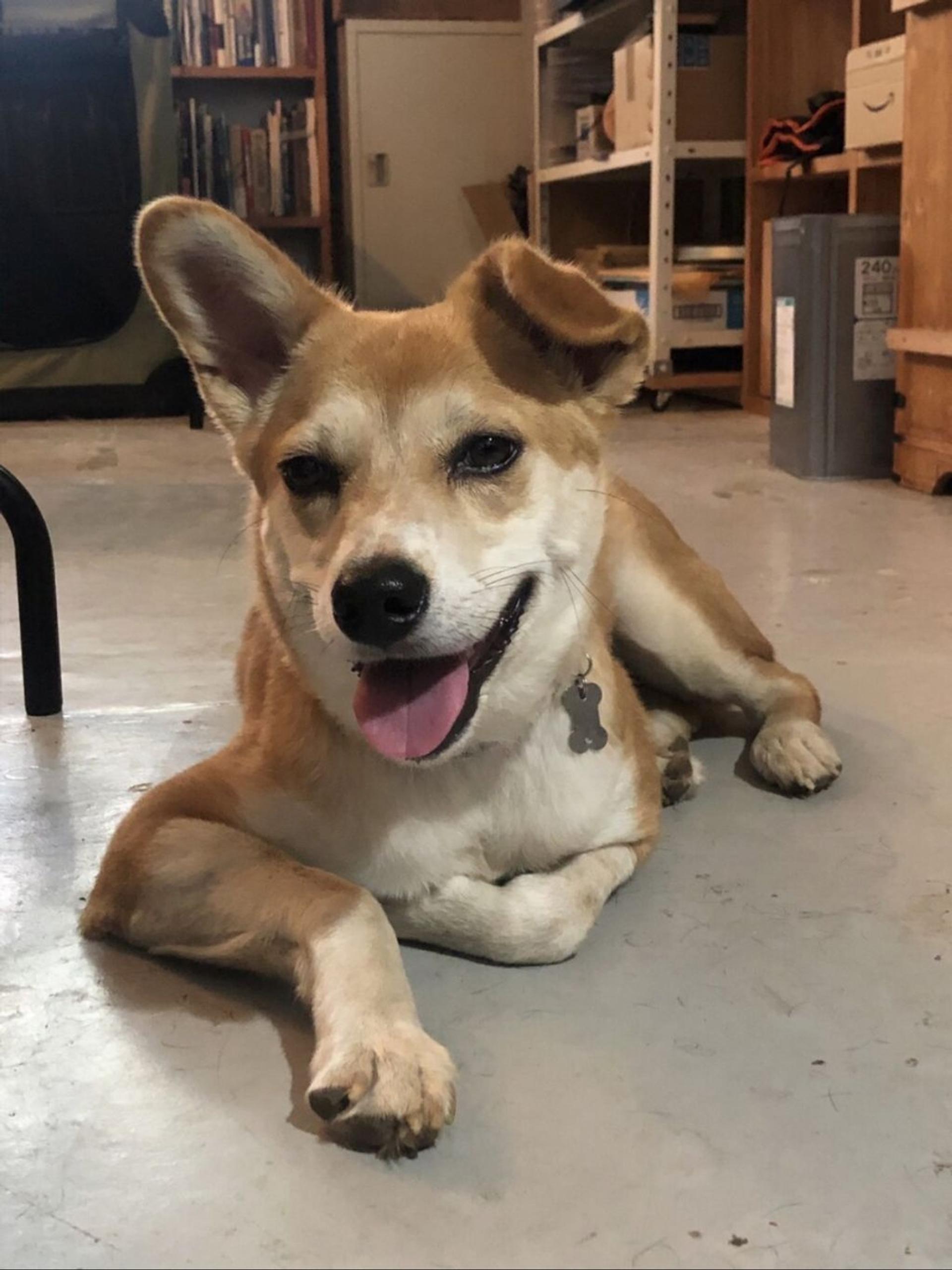 pet-image-5