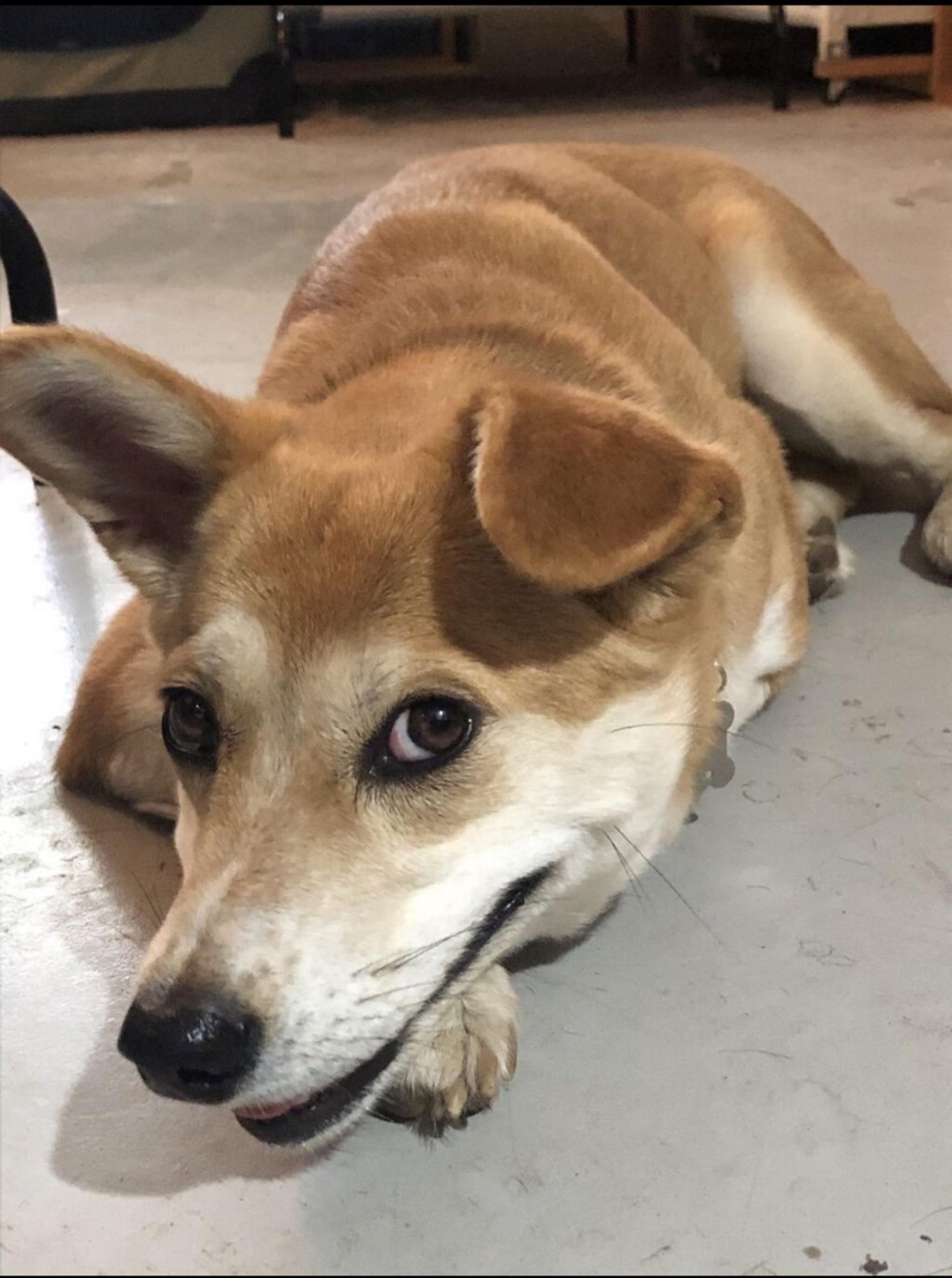 pet-image-6