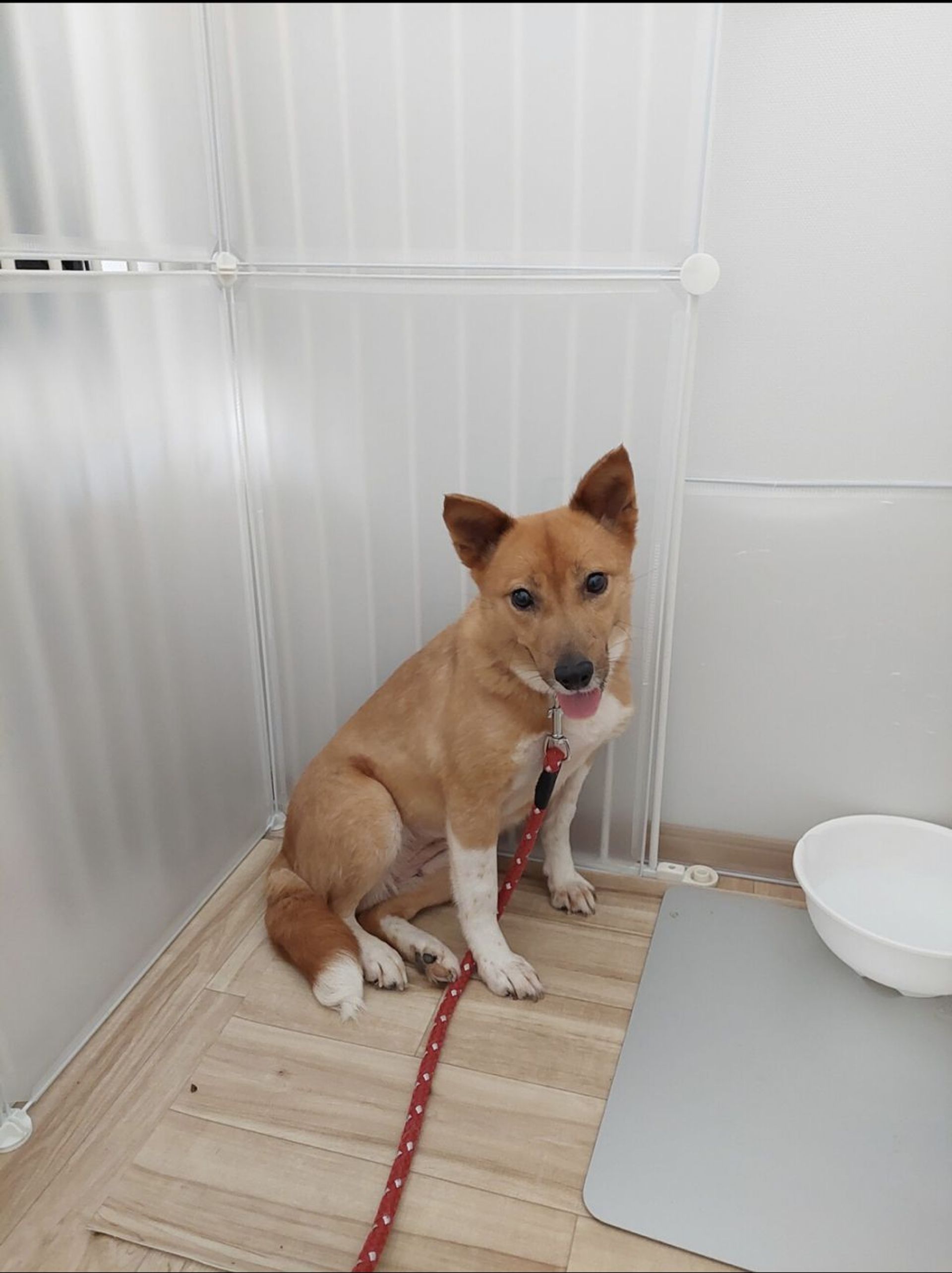 雑種（ミックス犬）・メスの里親募集の写真