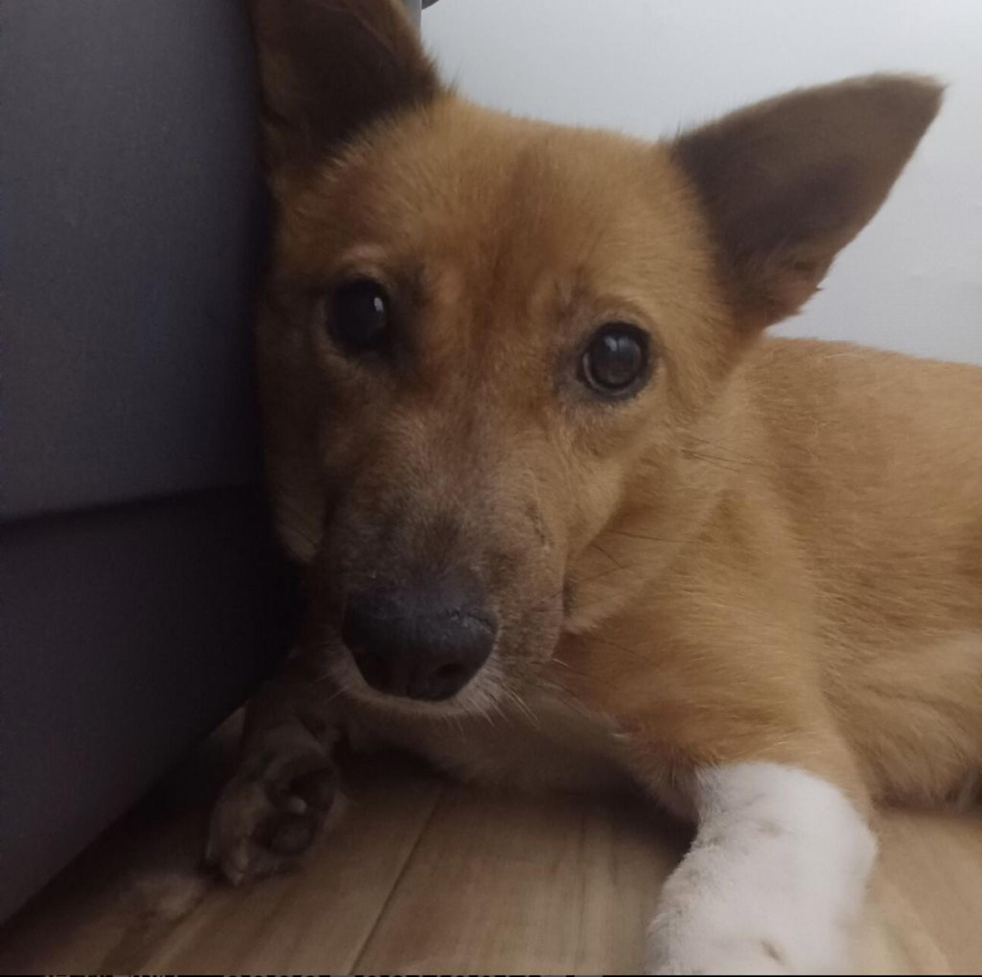 pet-image-3