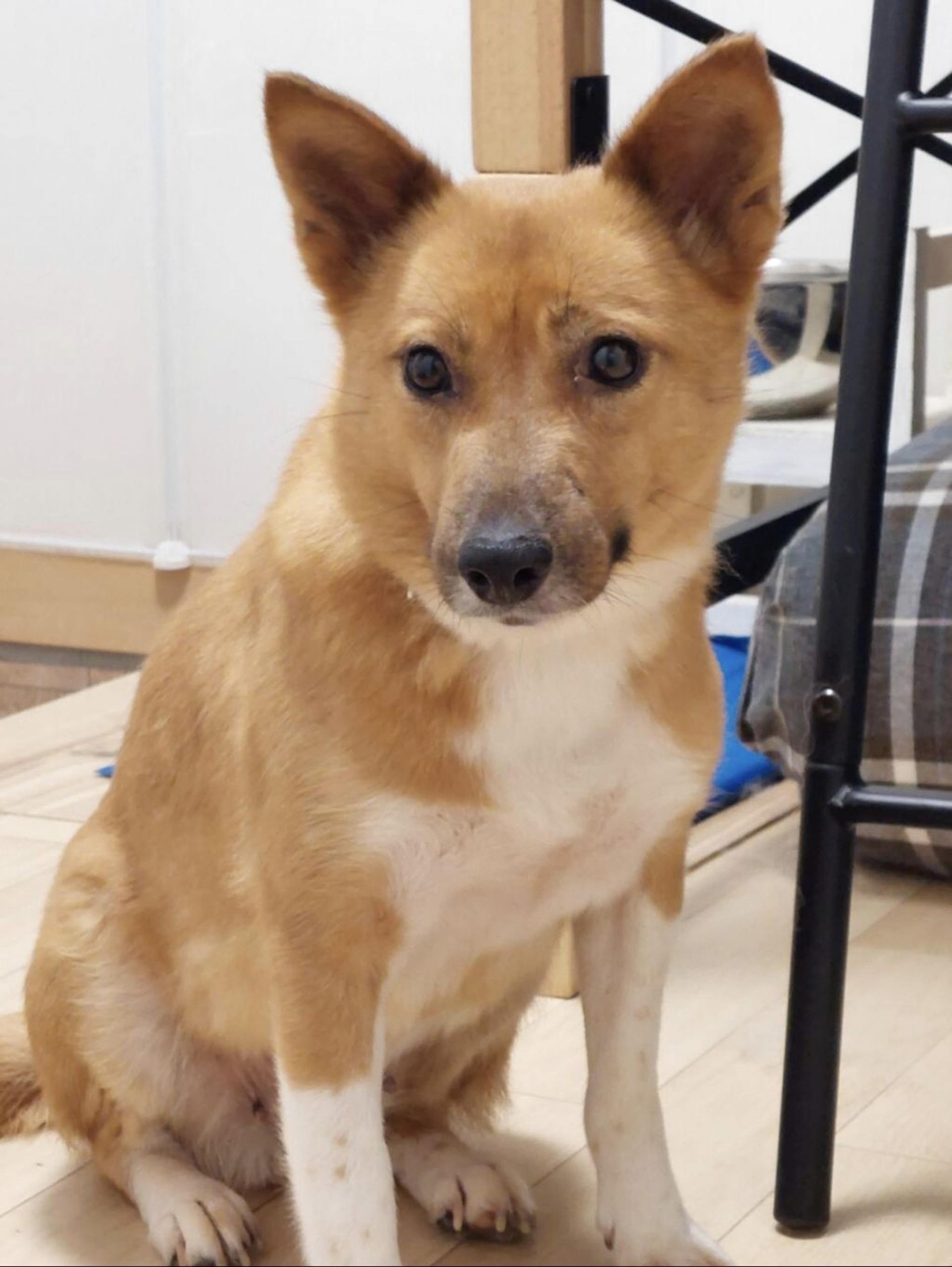 pet-image-5