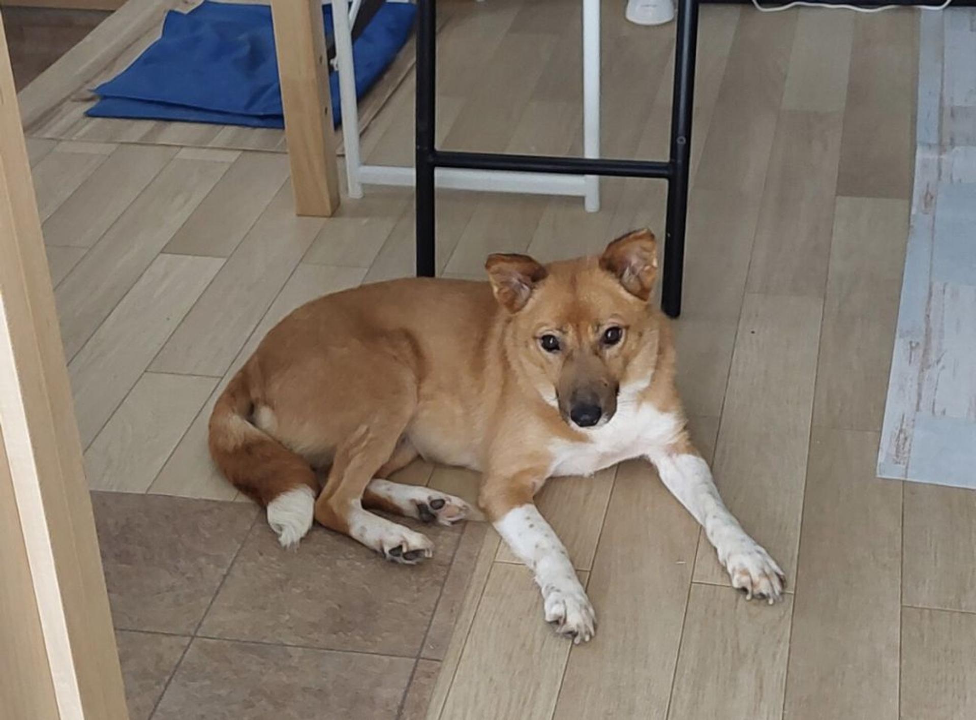 pet-image-6