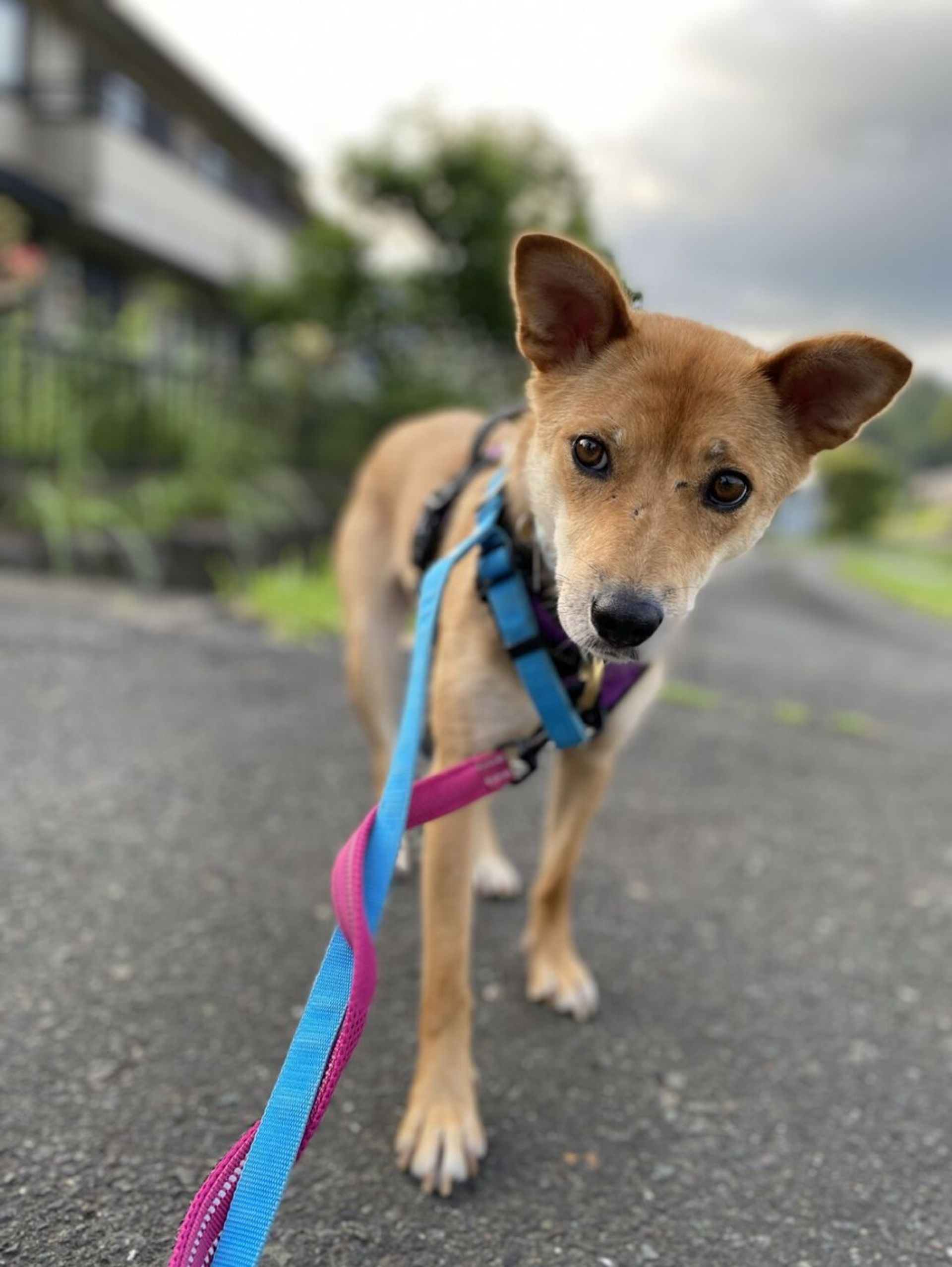 雑種（ミックス犬）・メスの里親募集の写真