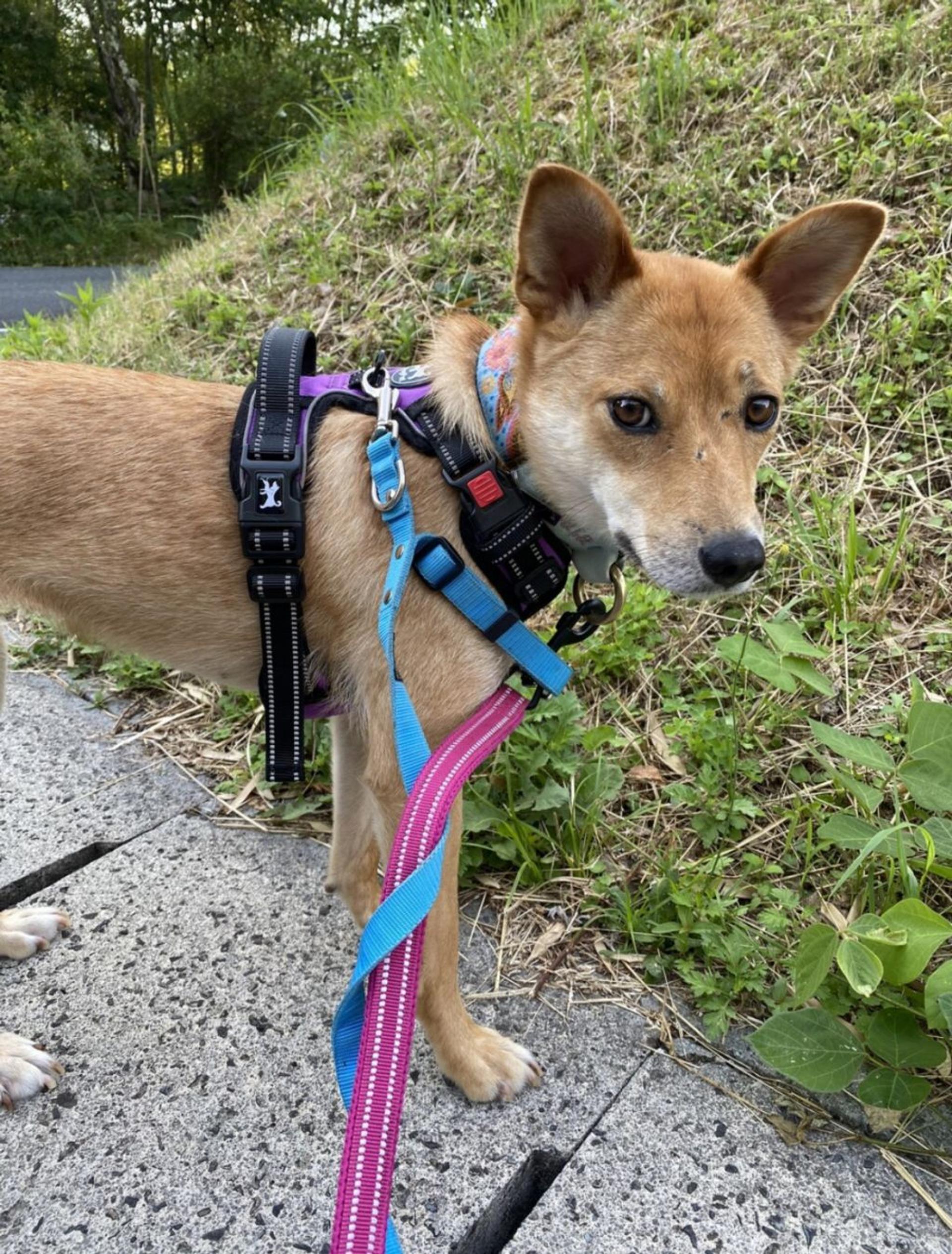 pet-image-2