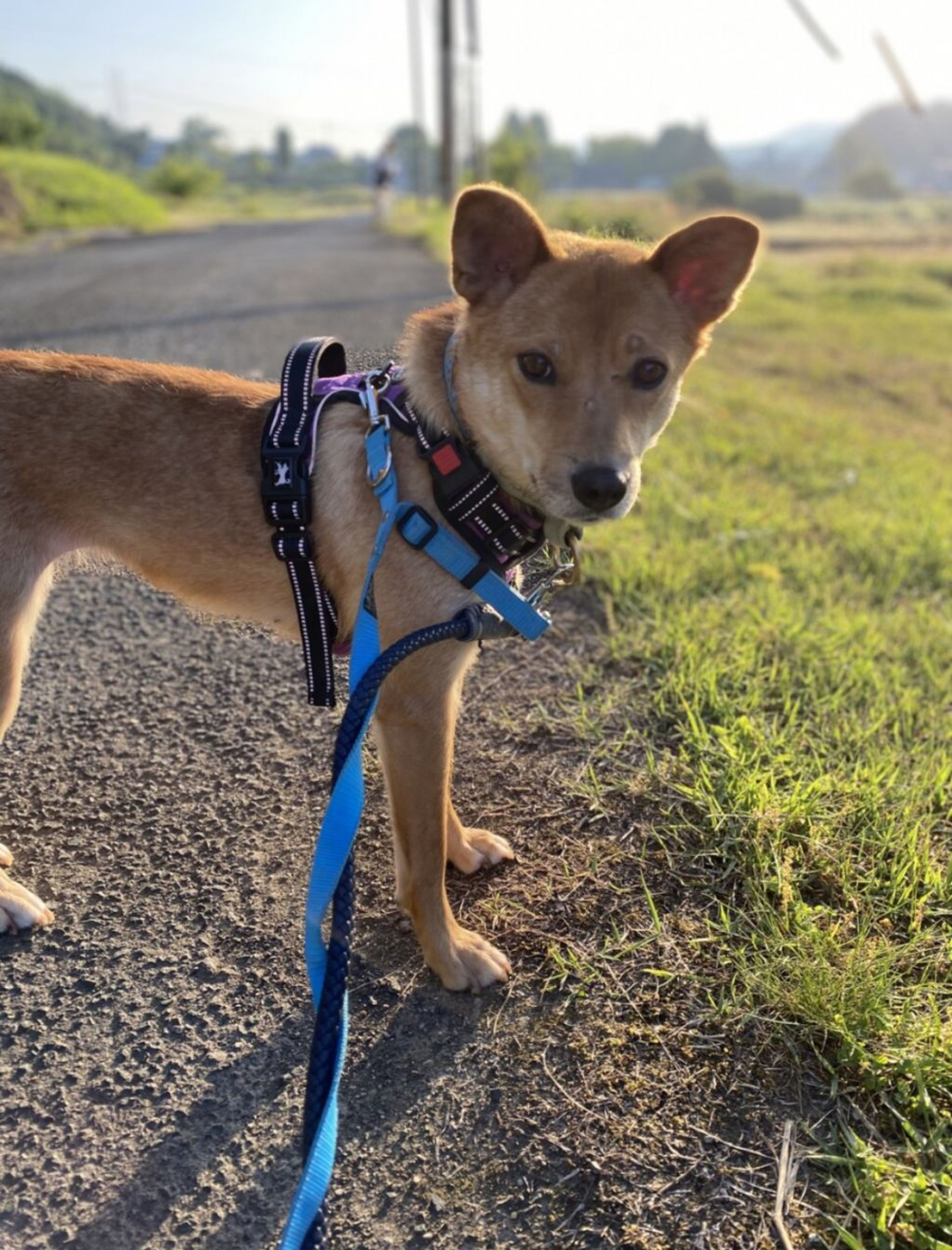 pet-image-3