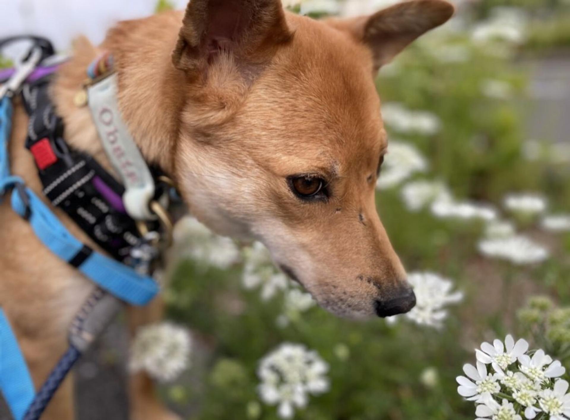 pet-image-5