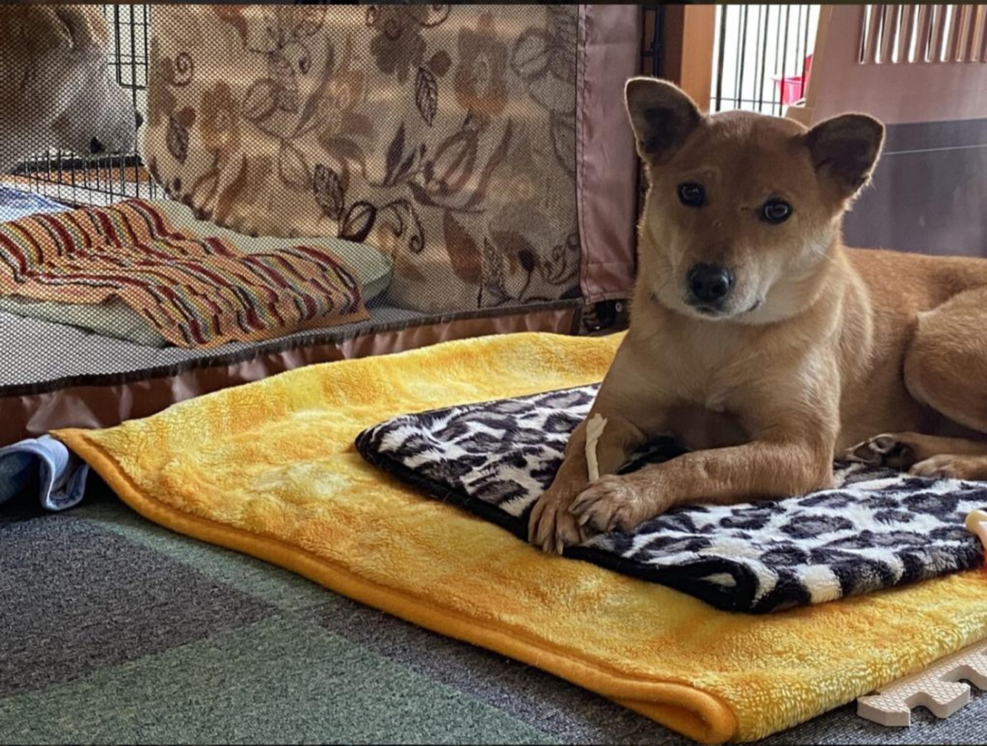 pet-image-7