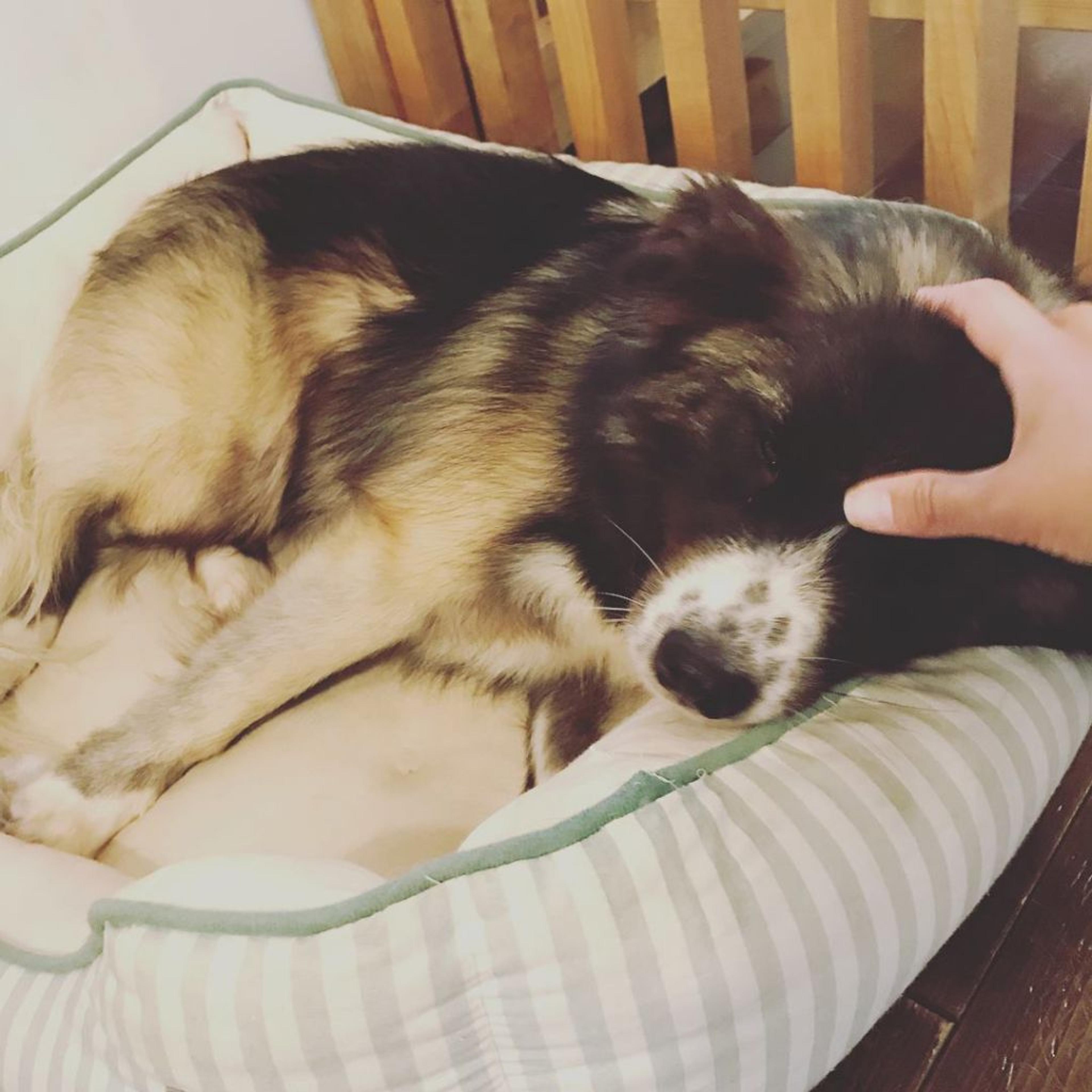 pet-image-2