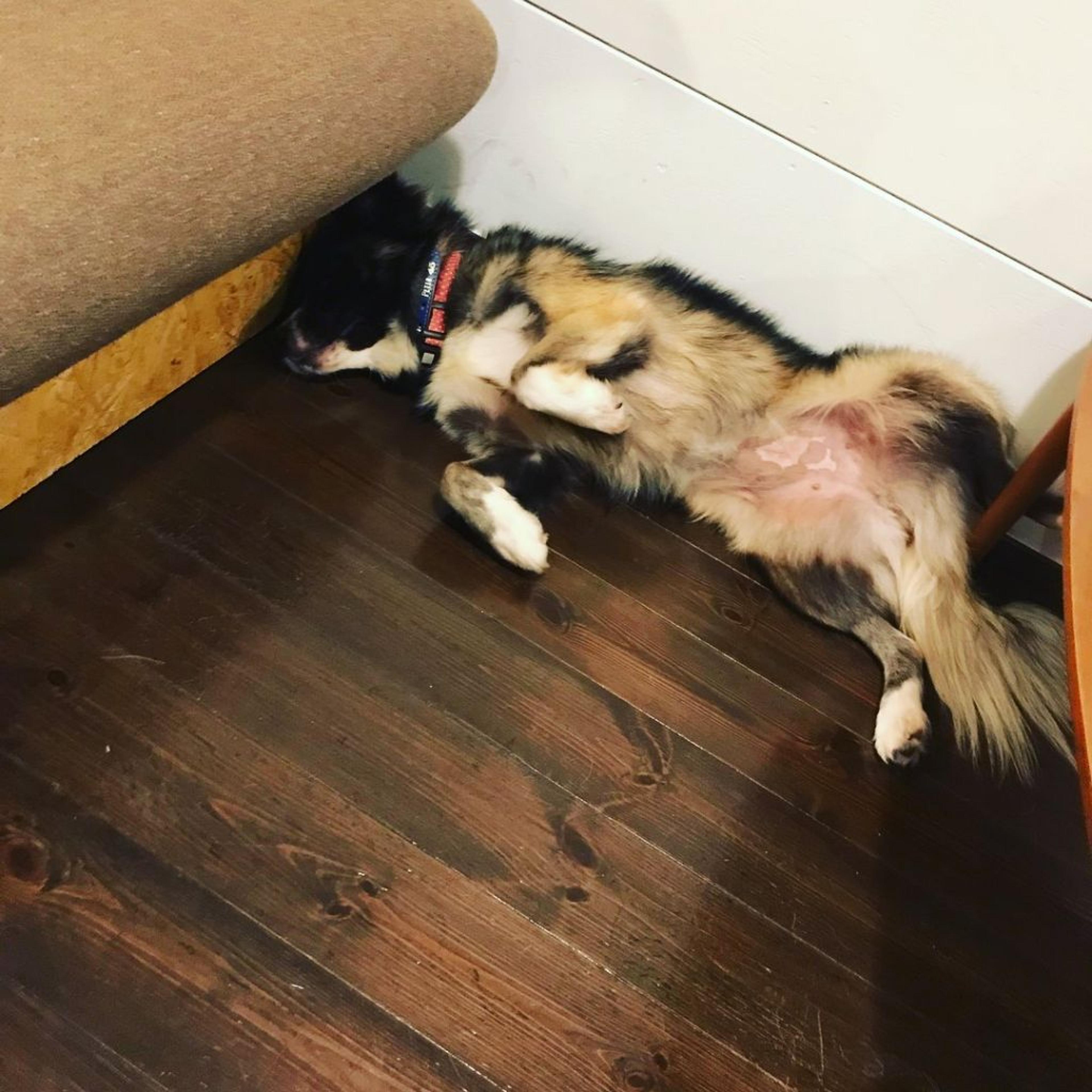 pet-image-3