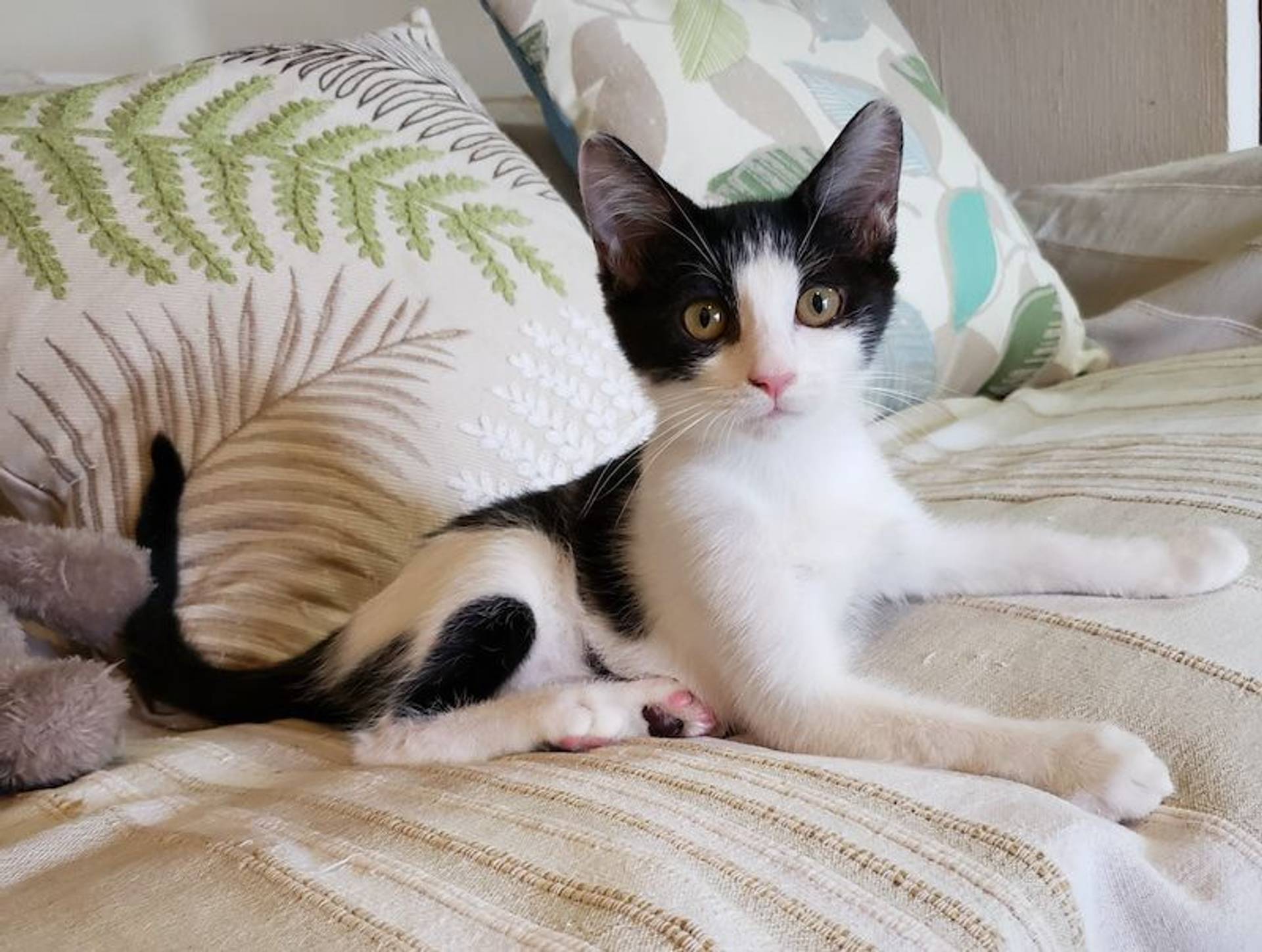 雑種（ミックス猫）・メスの里親募集の写真