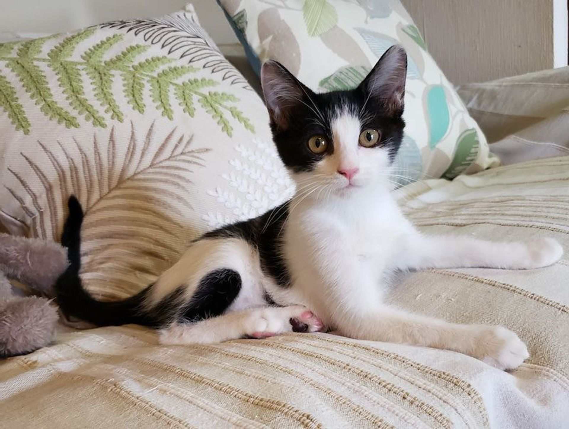 雑種（ミックス猫）・メスの里親募集の写真