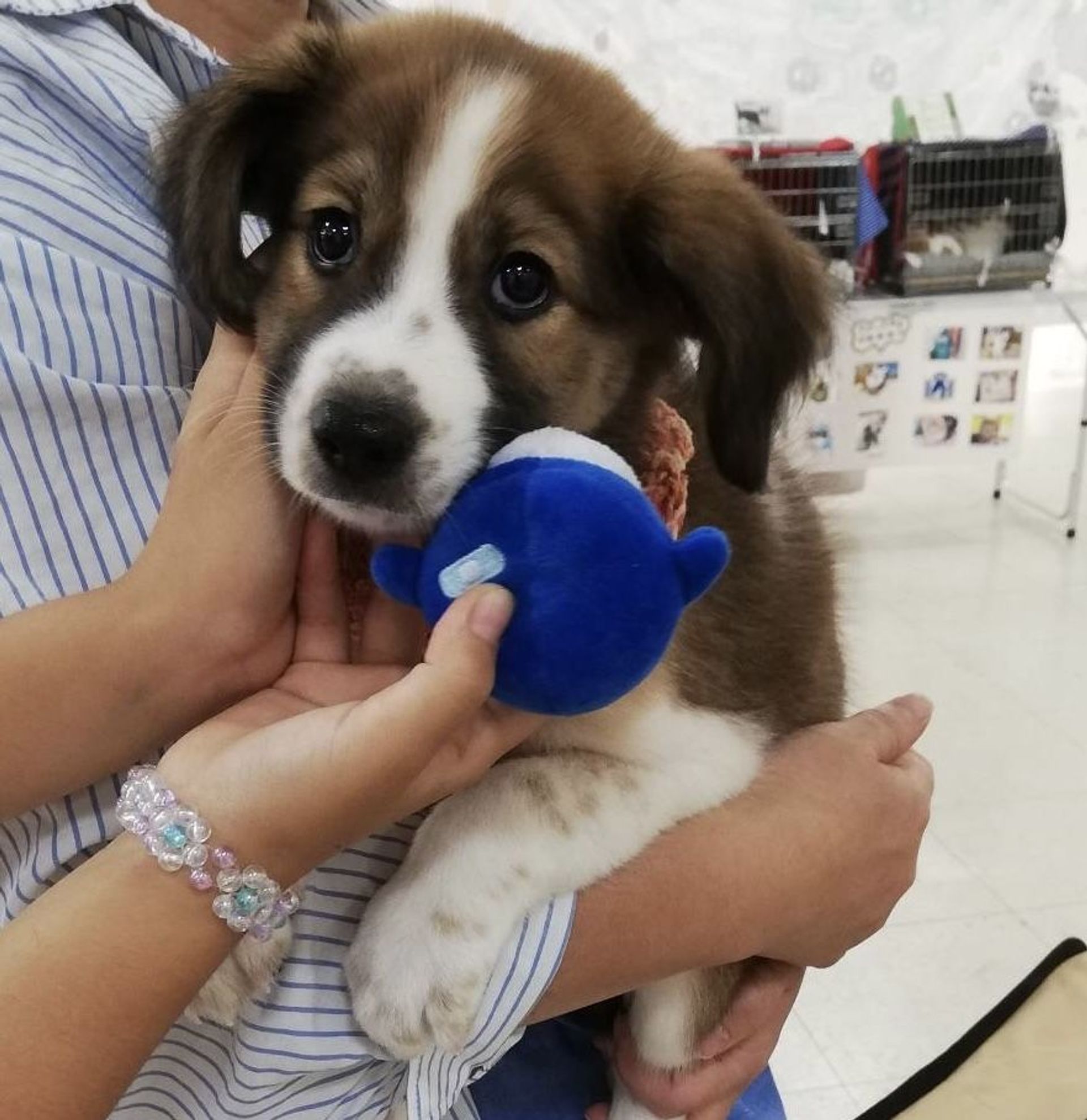 雑種（ミックス犬）・メスの里親募集の写真