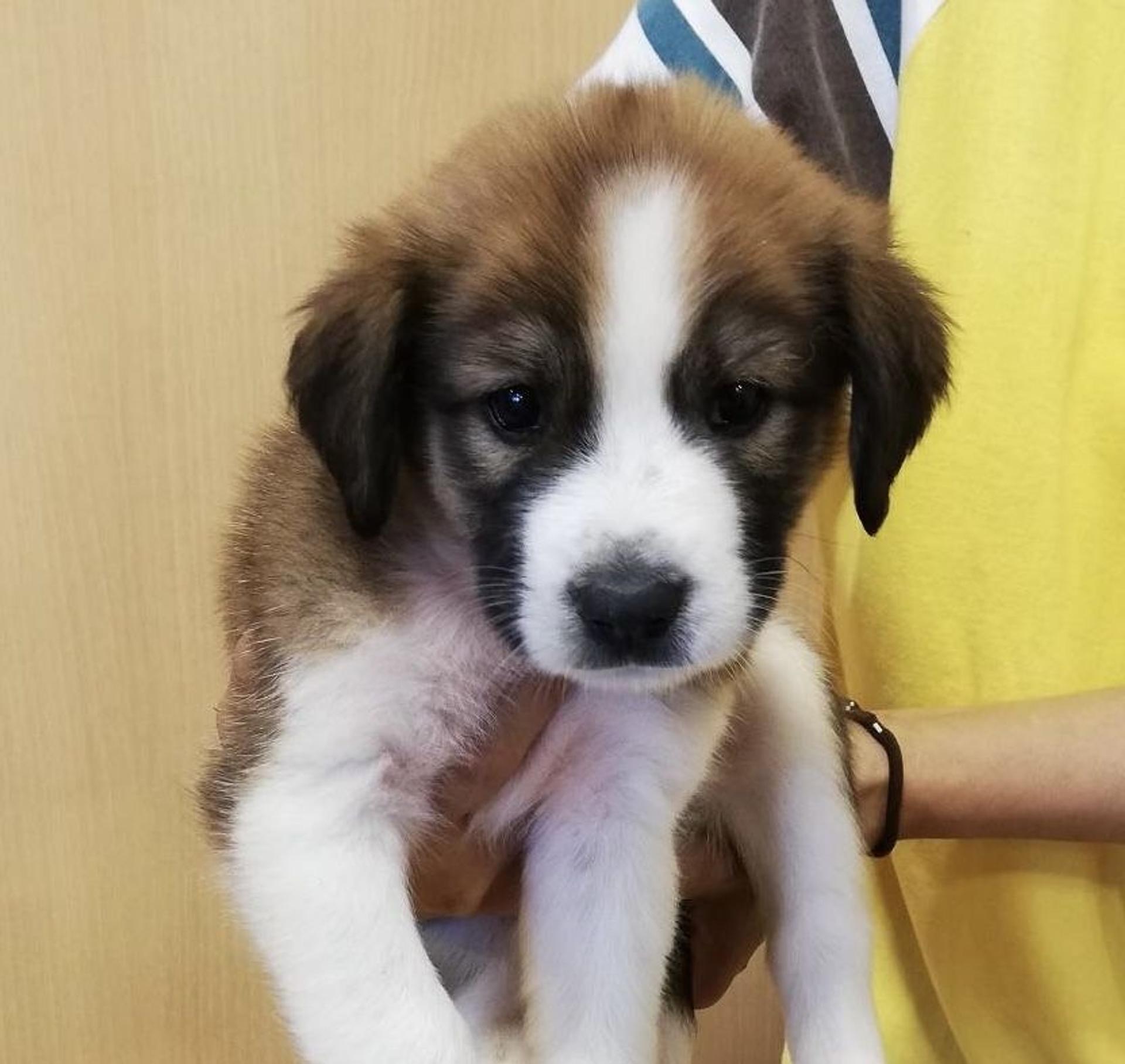 pet-image-2