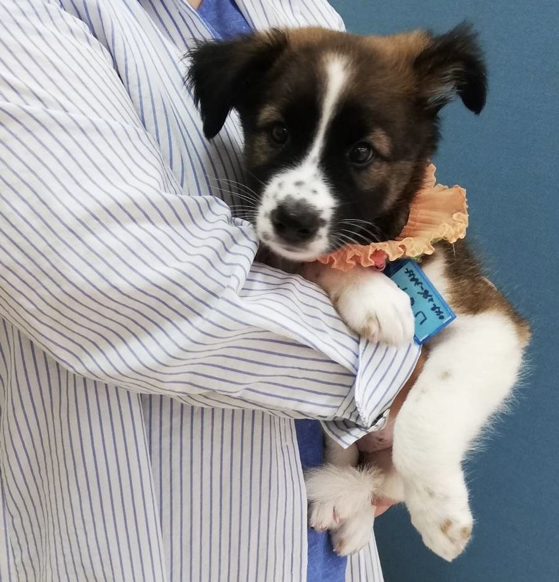 雑種（ミックス犬）・メスの里親募集の写真